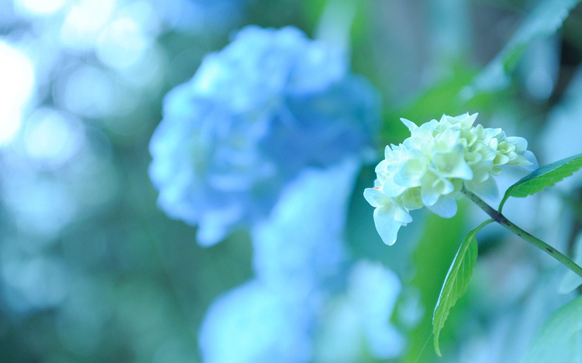 Hydrangea Computer Wallpapers - Wallpaper Cave