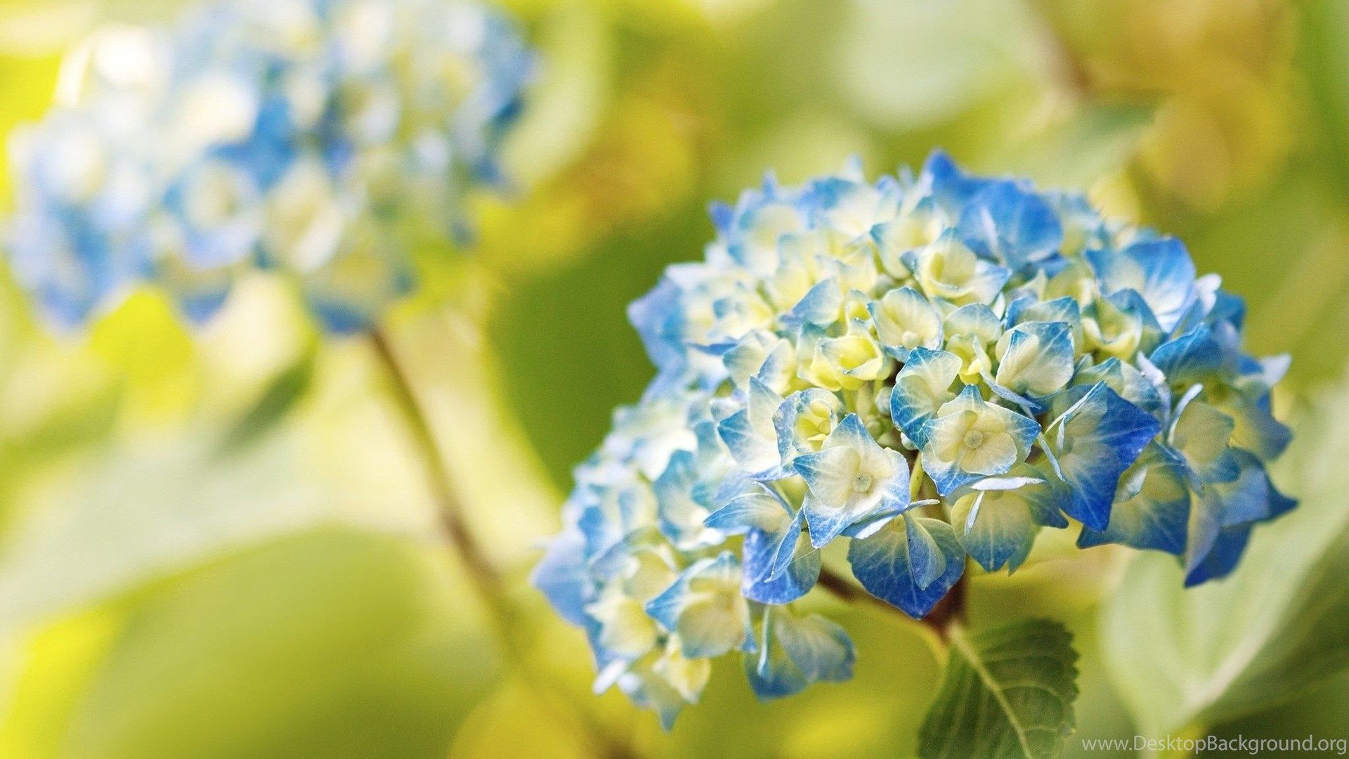 Hydrangea Computer Wallpapers - Wallpaper Cave