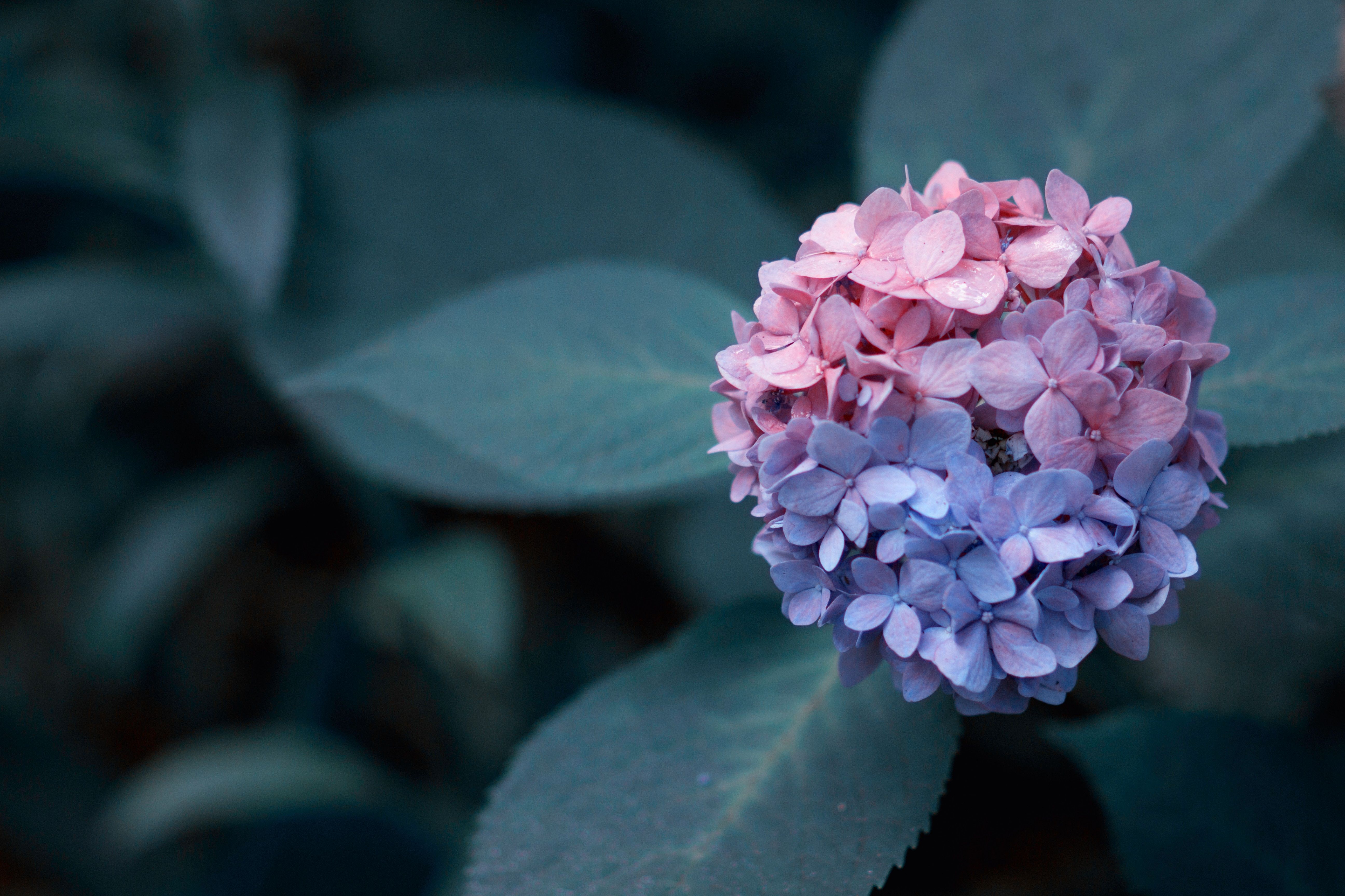 5184x3456 #flower, #garden, #flowering shrub, #water, #flower wallpaper, #flower background, #flora, #colorful, #plant, #nature, #color, #wallpaper, #mixed, #pink and purple hydrangea, #natural, #rain, #blossom, # floral background, #hydrangea