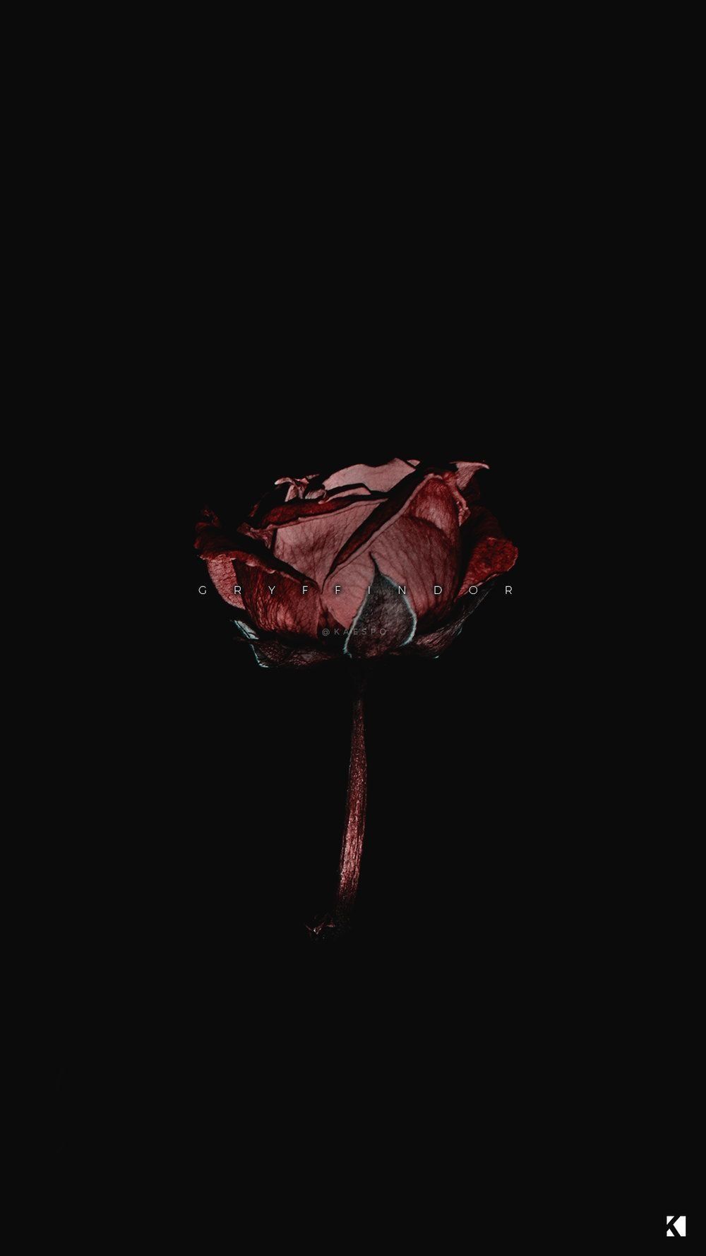 Dark Aesthetic Rose Wallpaper HD