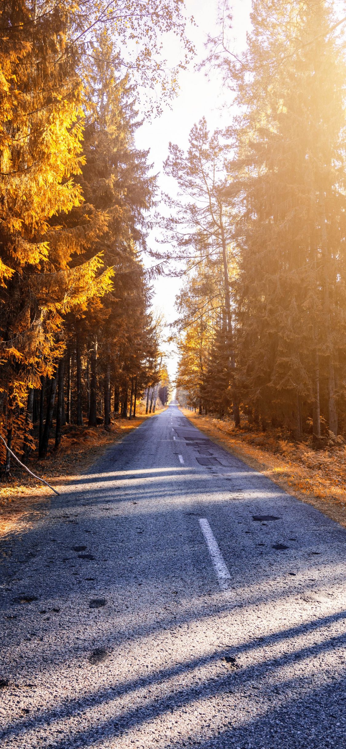 Download 1125x2436 wallpaper autumn, trees, road, path, sunlight