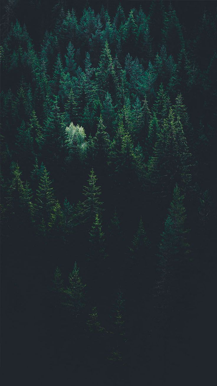 Bringing The Forest To You With 9 Free iPhone X Wallpaper