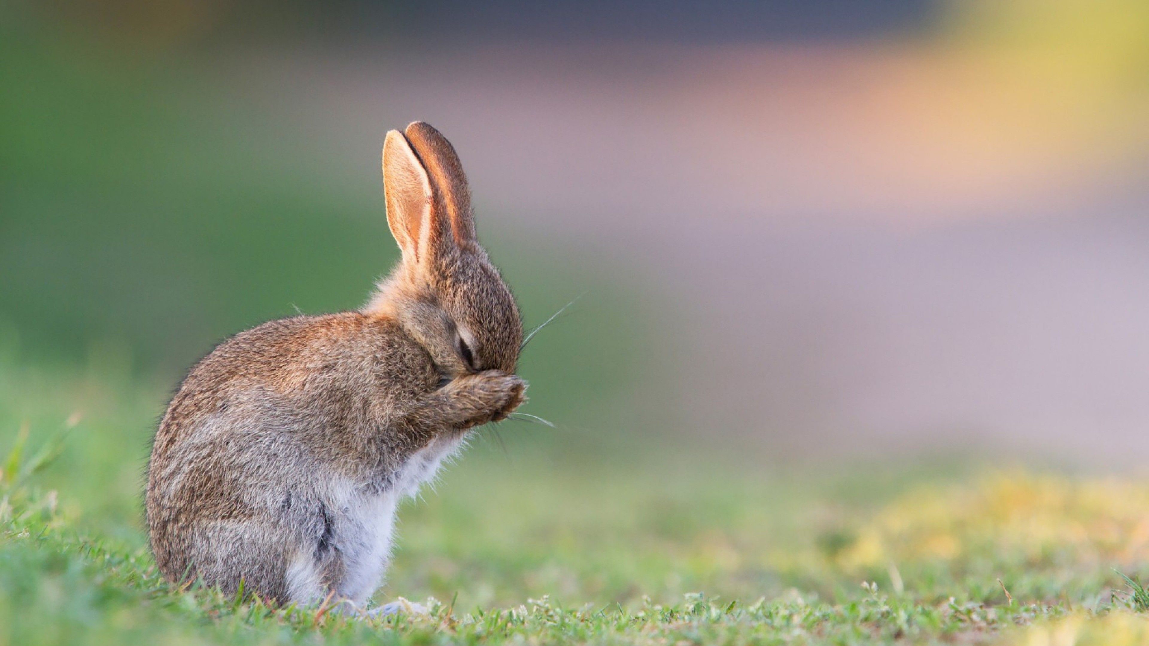 Rabbit 4K Desktop Background Picture