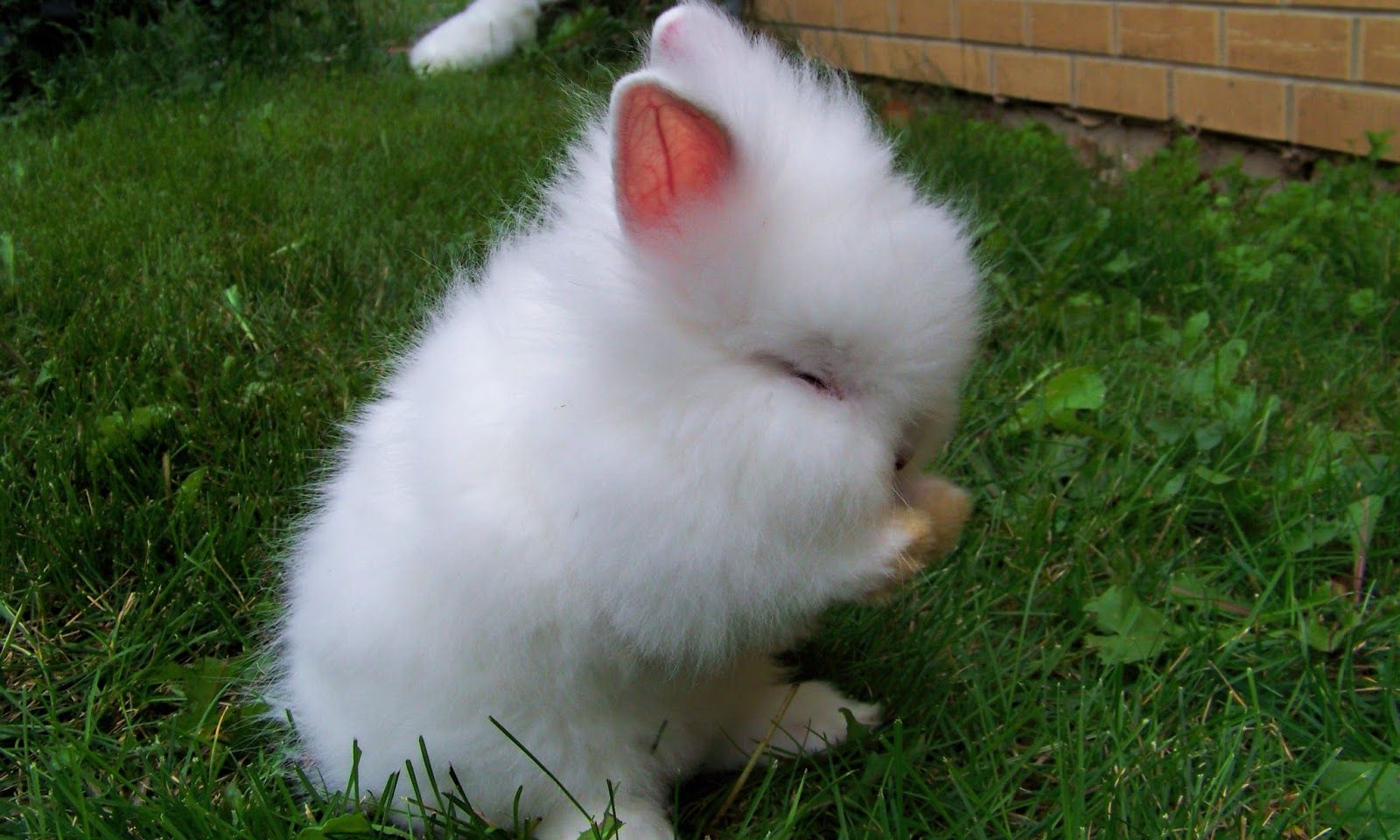 Cute Rabbit Wallpaper