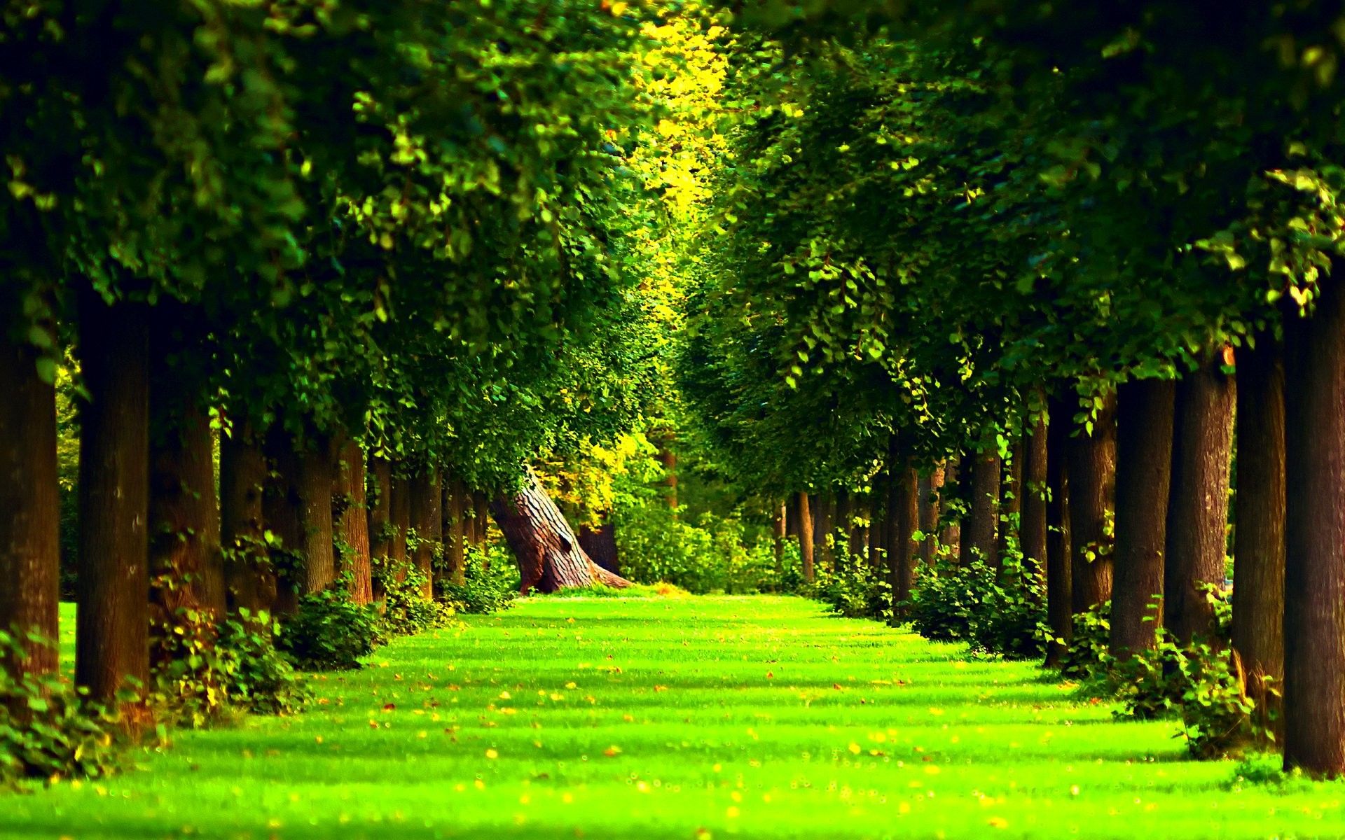 Tree Mobile Wallpapers - Wallpaper Cave