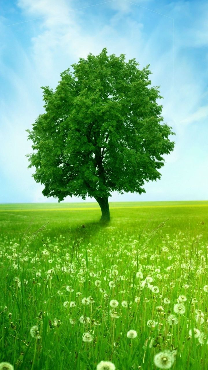 Tree Mobile Wallpapers Wallpaper Cave