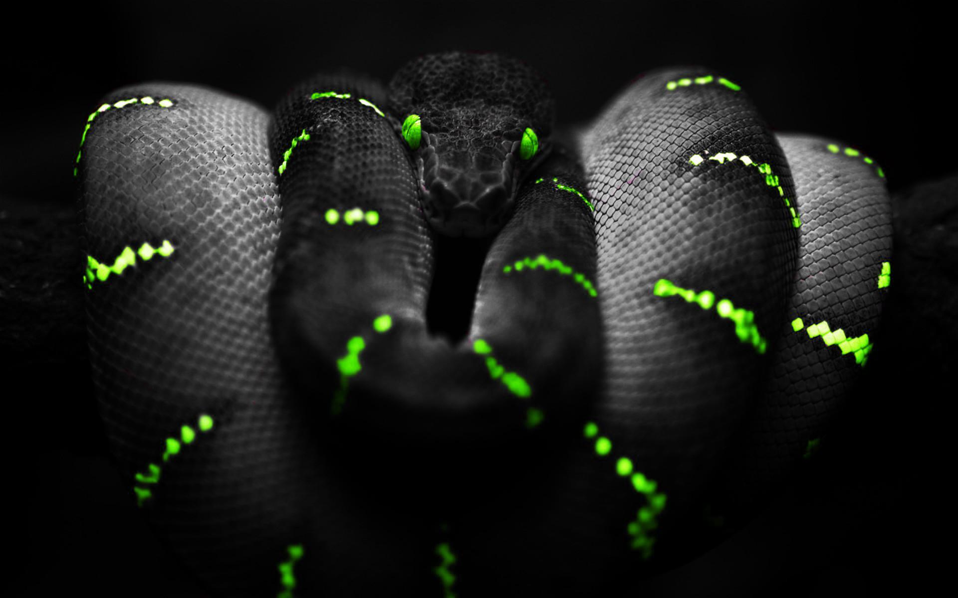 Neon Snake HD wallpaper for desktop [1920 x 1080]