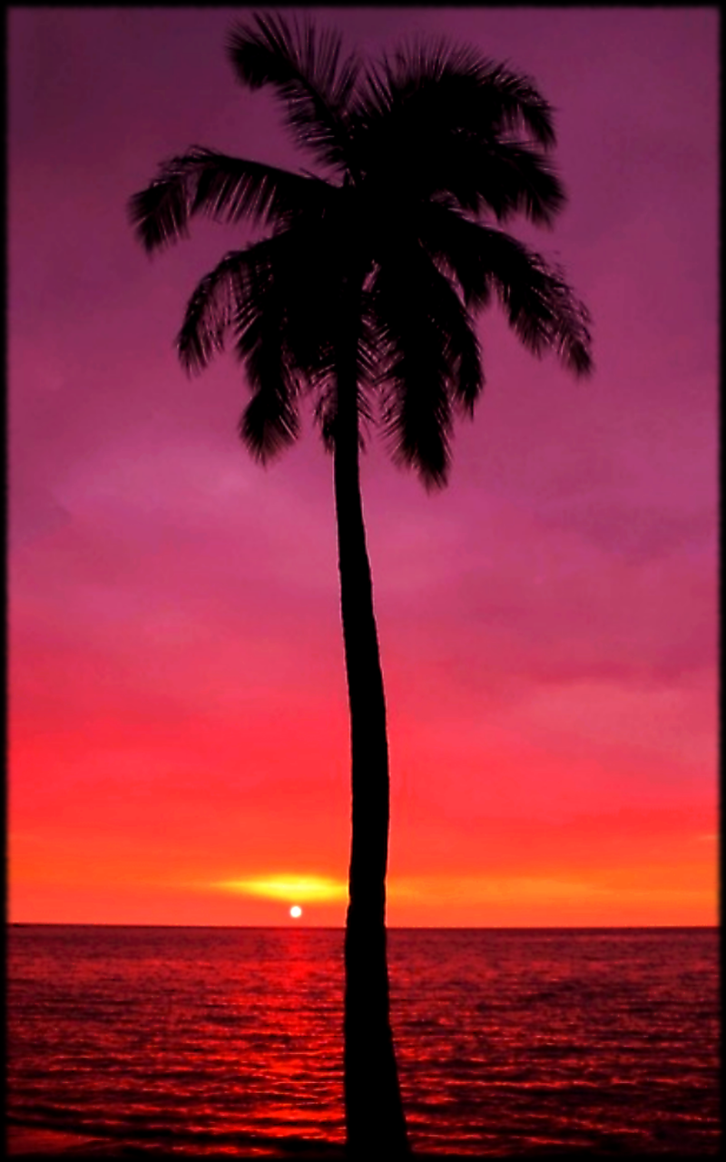 sunset, mobile wallpaper and purple palm tree