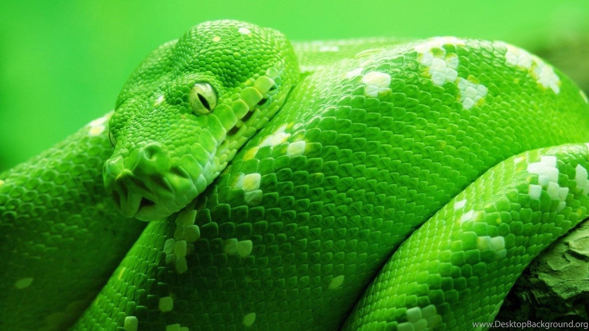 Snake Animals Green Snake HD Wallpaper, Desktop Background