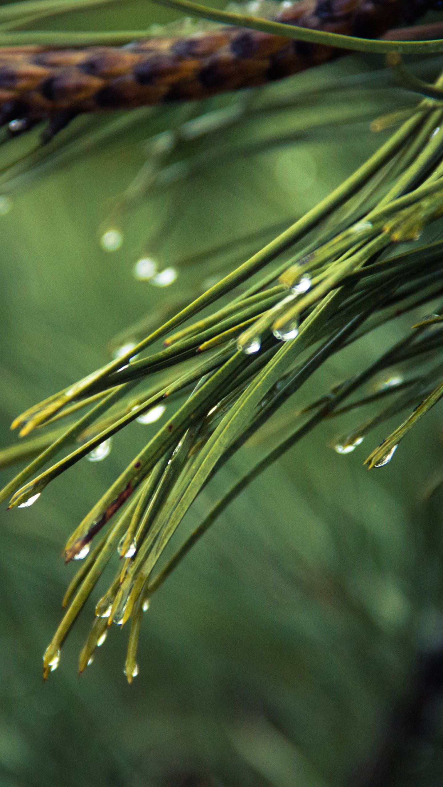 Dew on Pine Tree Wallpaper, Android & Desktop Background