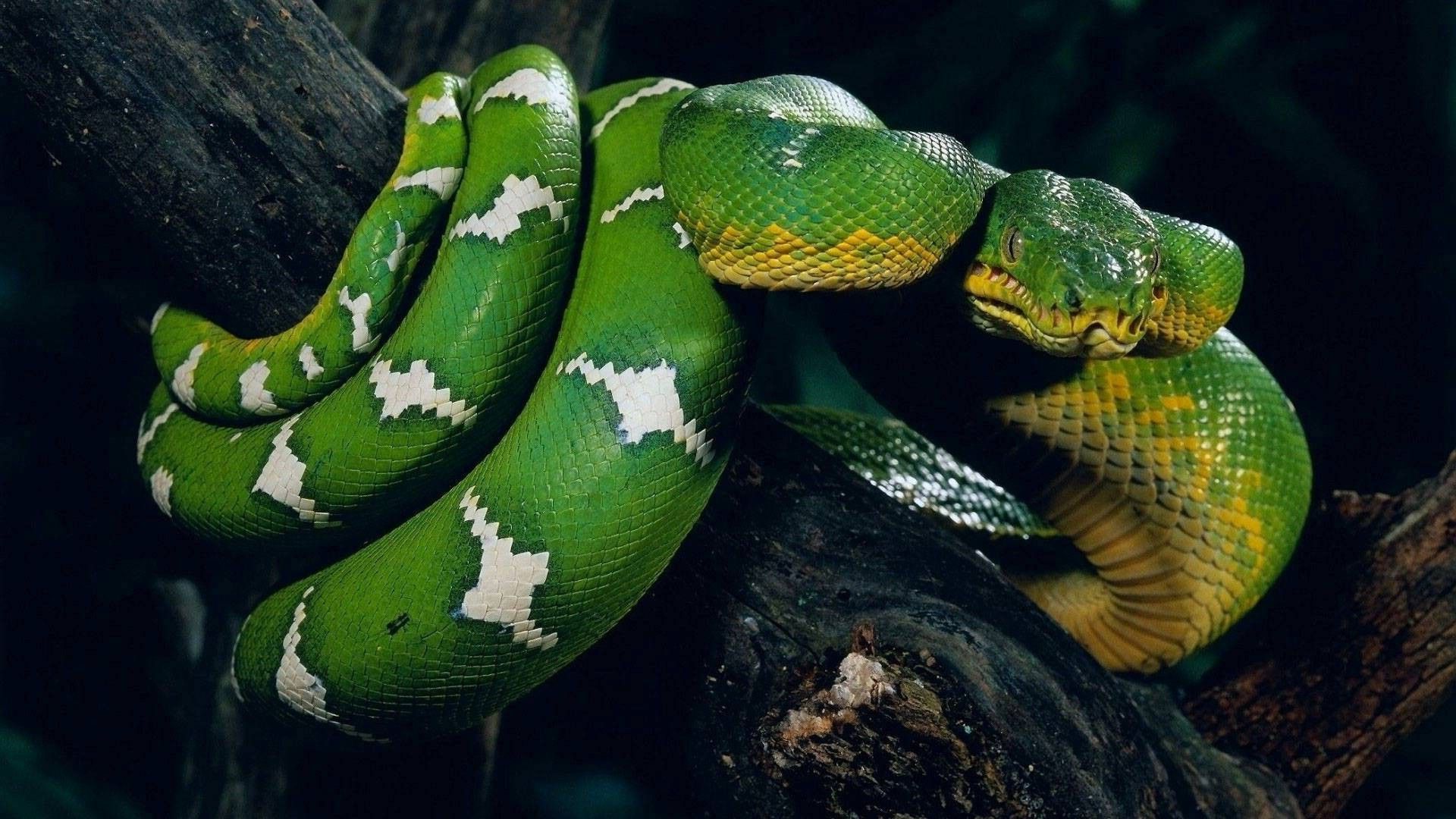 nature, Animals, Snake Wallpaper HD / Desktop and Mobile Background