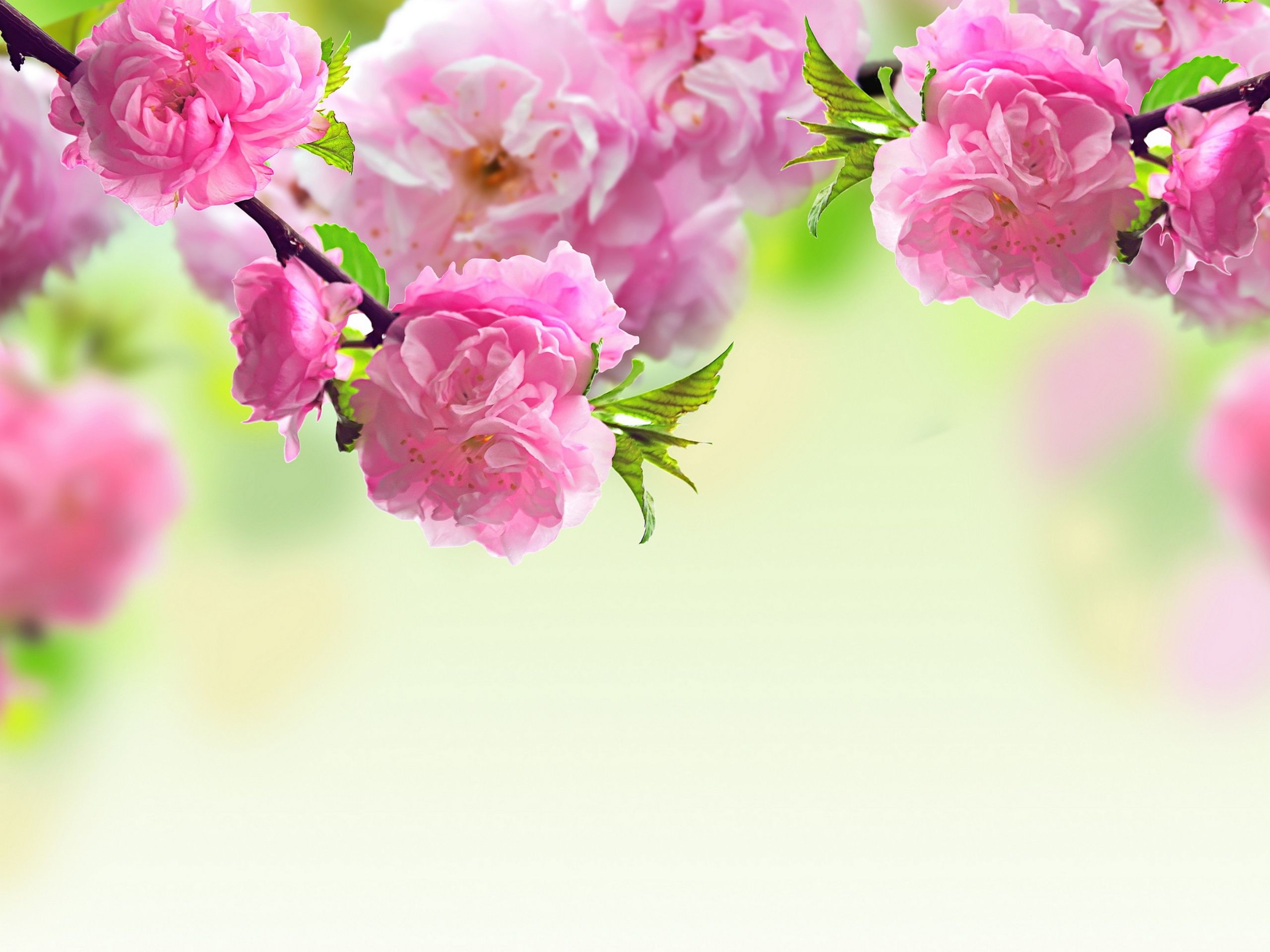 cherry blossoms for mother's day HD Wallpaper. Background Image