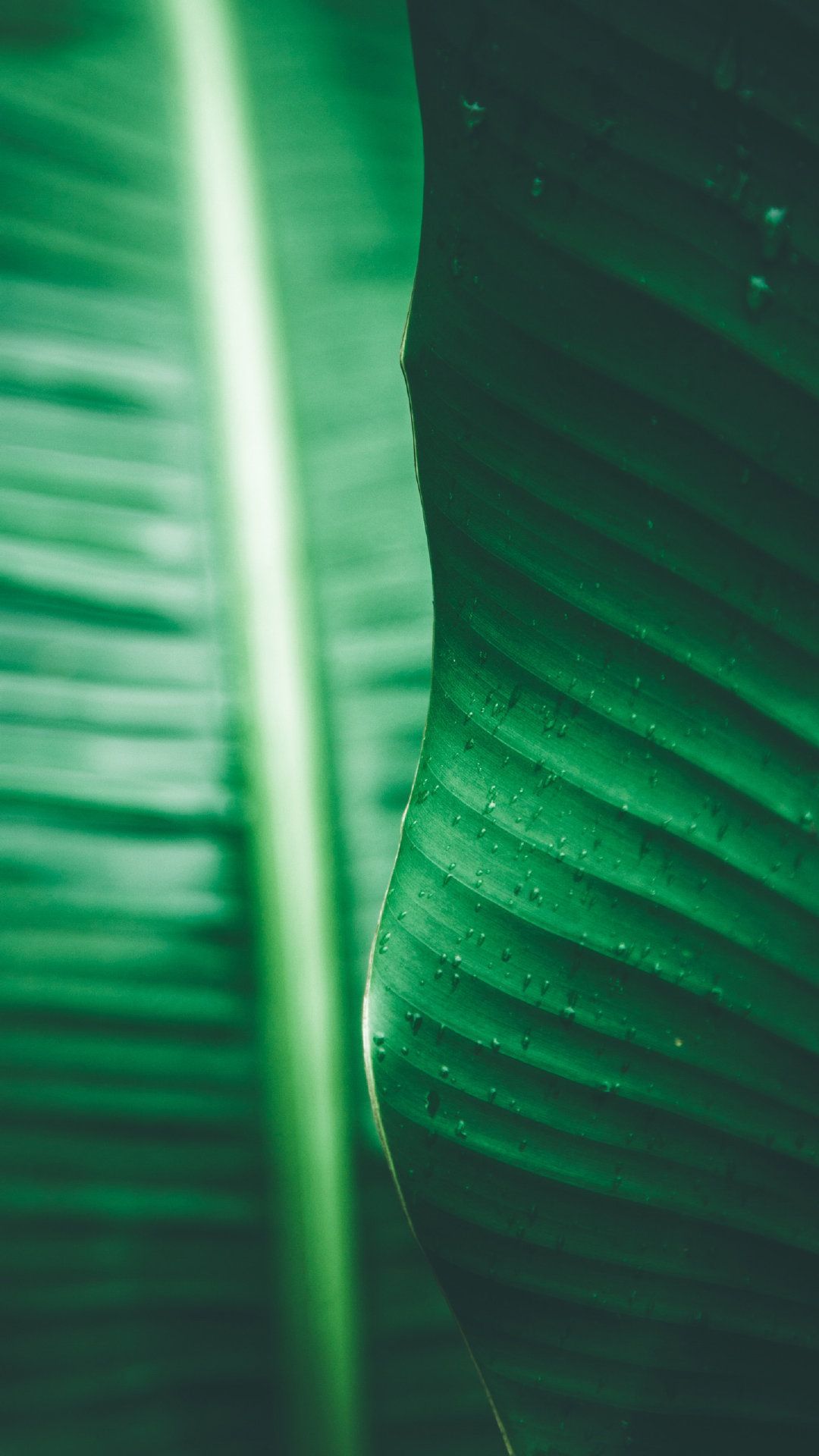 Banana leaf green eye protection landscape. Wallpaper Background #Wallpaper #Background #iPhone #Phone. Leaves wallpaper iphone, Lock screen picture, Zen picture