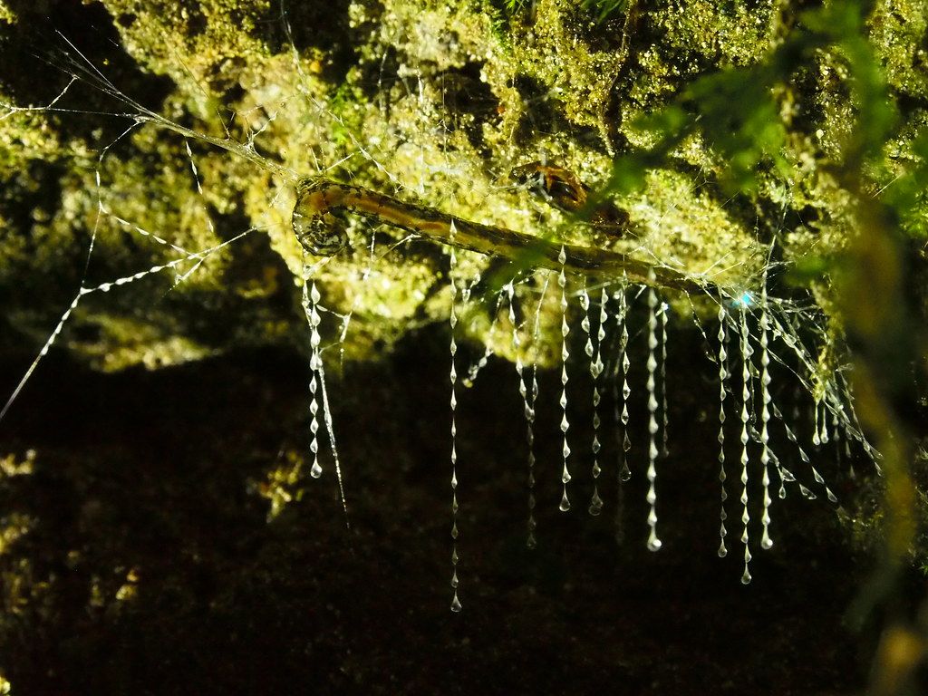 Glowworm Arachnocampa luminosa