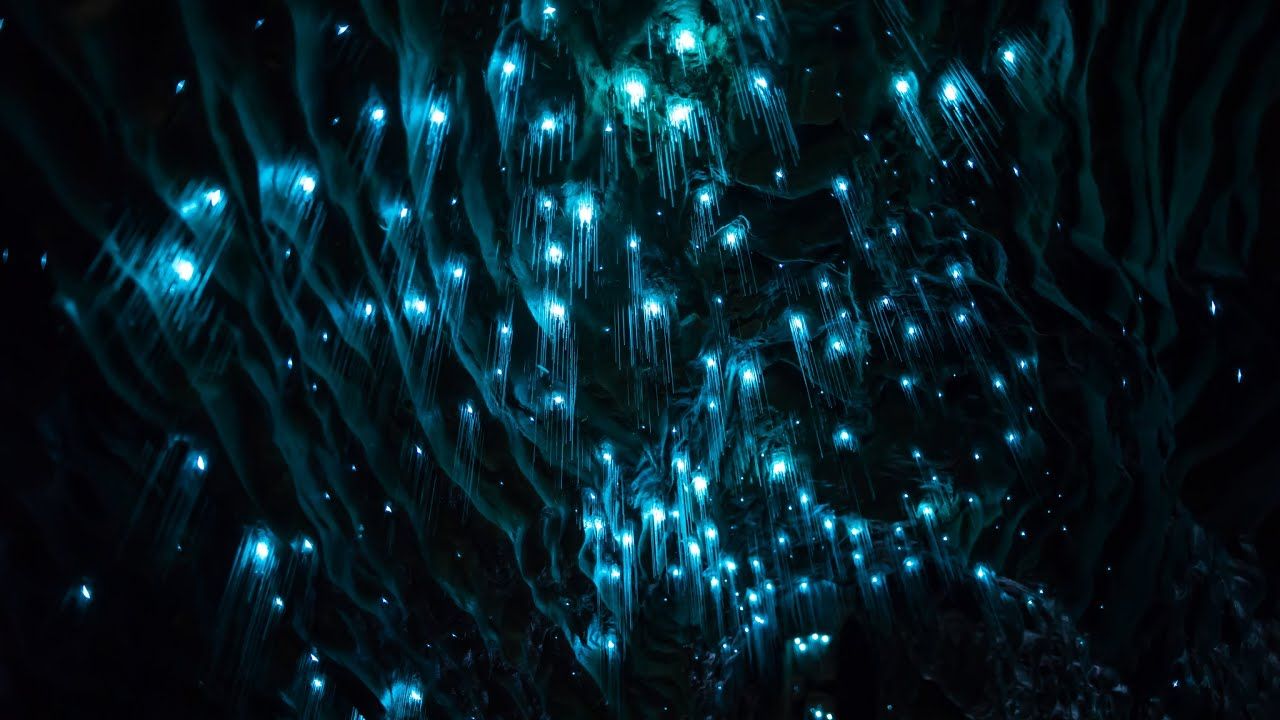 The Gooey Details Behind a Glow Worm's Starry Night Illusions