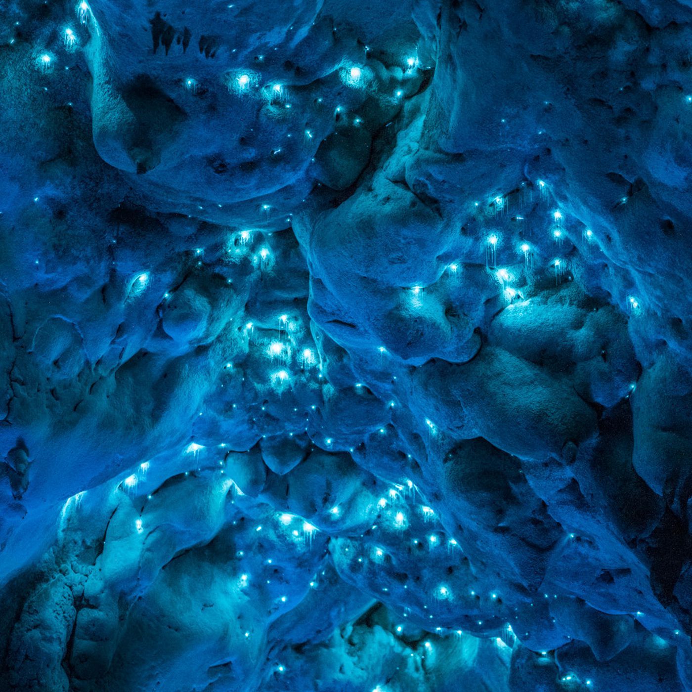 Bioluminescent Glow Worms Turn 30 Million Year Old Caves Into