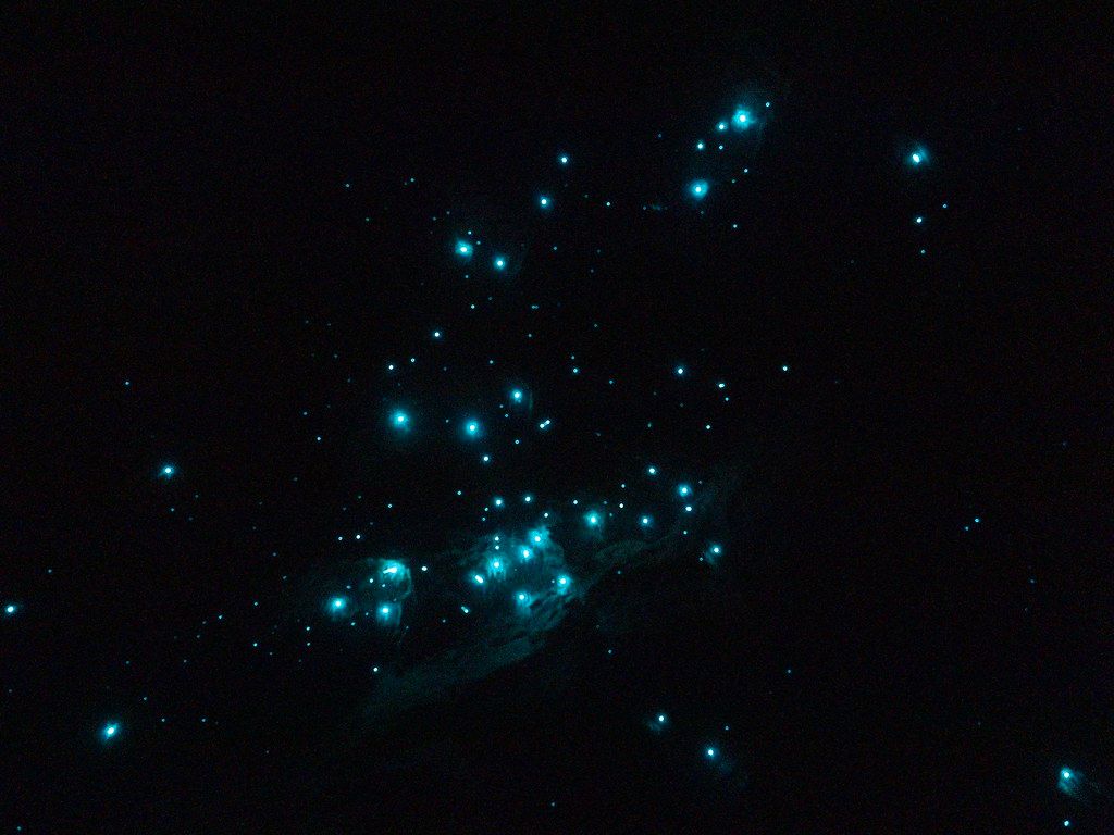 Glow Worms Arachnocampa flava