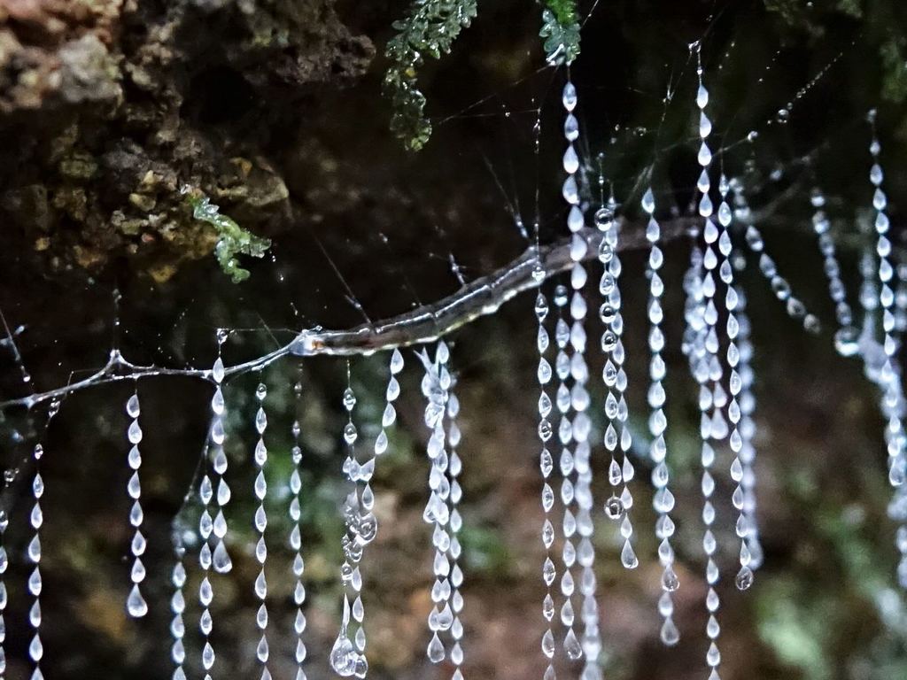New Zealand Glow Worm (Arachnocampa luminosa) · iNaturalist.ca