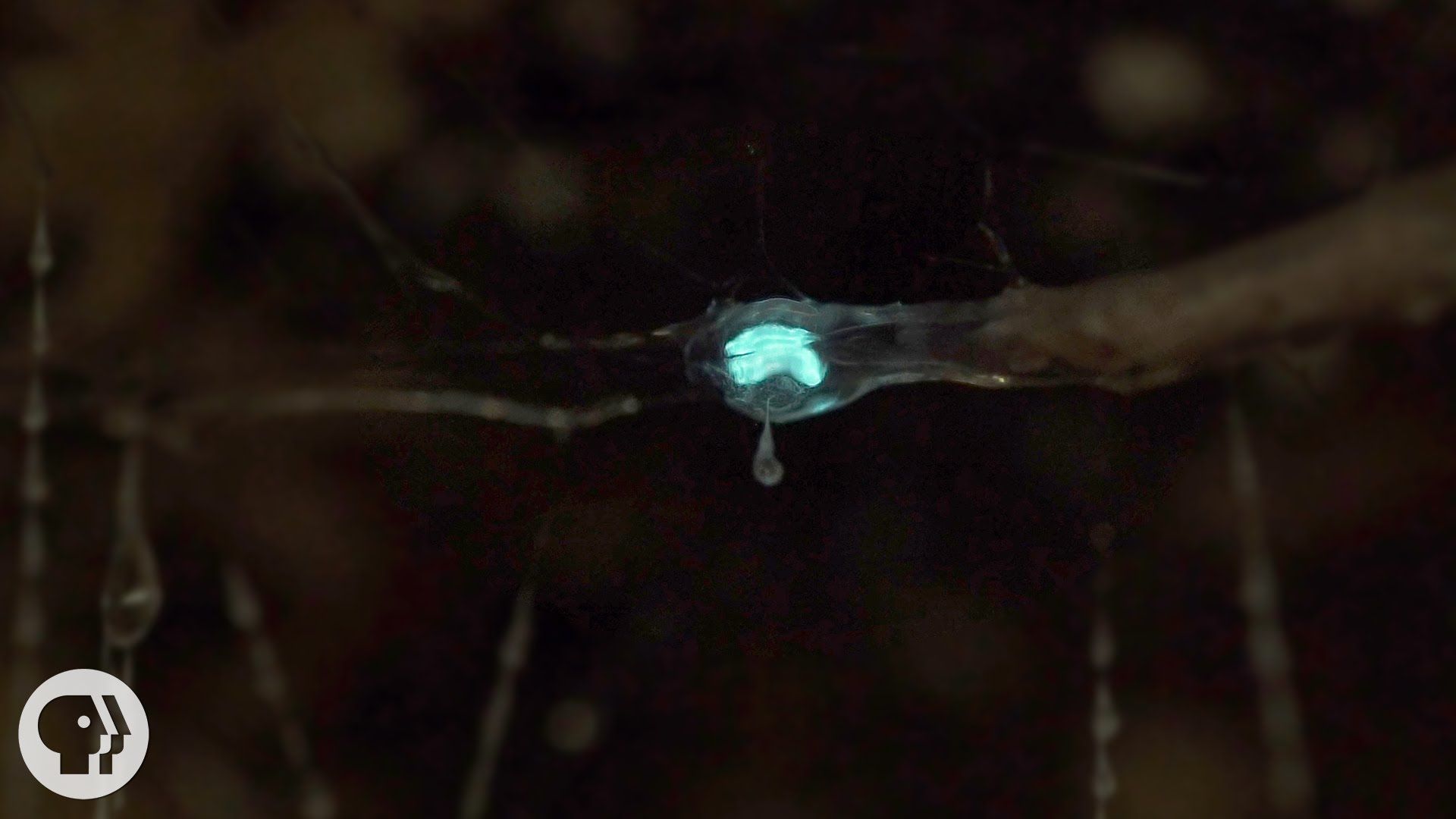 These Carnivorous Worms Catch Bugs by Mimicking the Night Sky