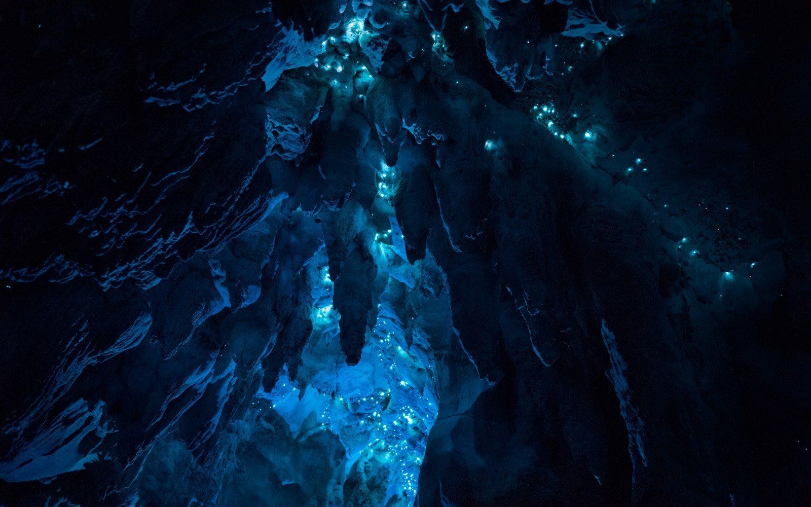 Carnivorous Glowworms Turn Caves Into Stunning Starscapes. Long