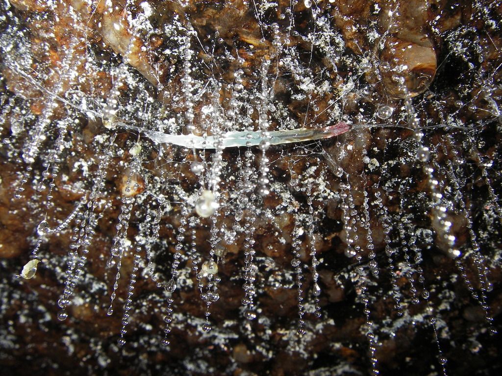 Mount Buffalo Glow Worm (Arachnocampa buffaloensis) · iNaturalist