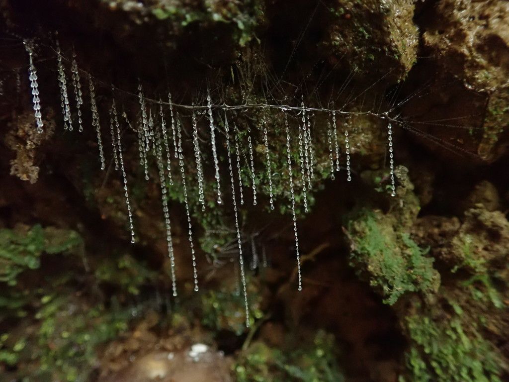 New Zealand Glow Worm (Arachnocampa luminosa) observed