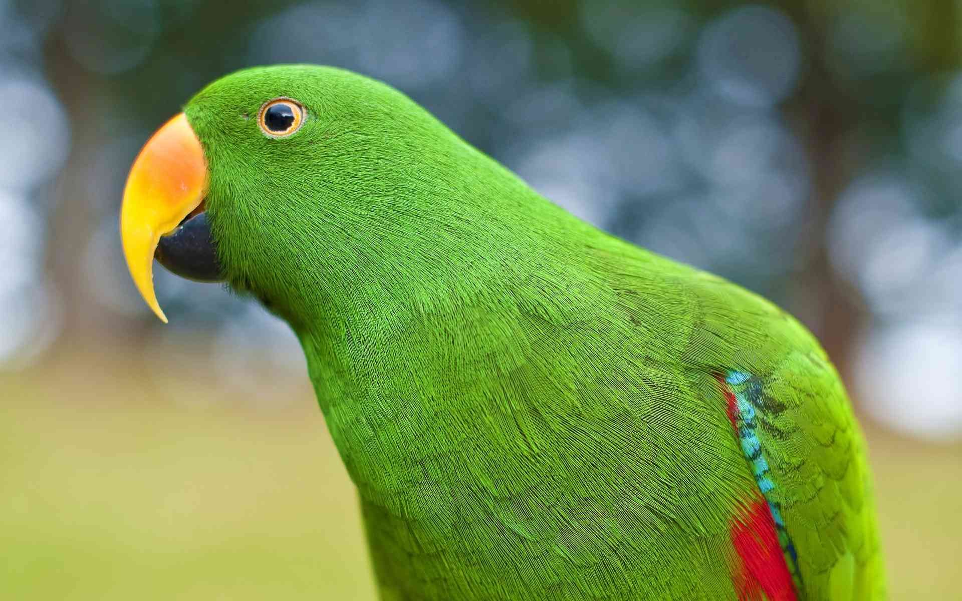 Eclectus Parrot HQ Image Wallpaper. Parrot image, Parrot bird