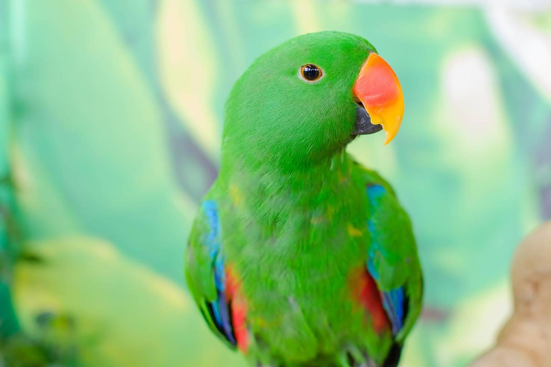 Eclectus Parrot Wallpaper HD Download