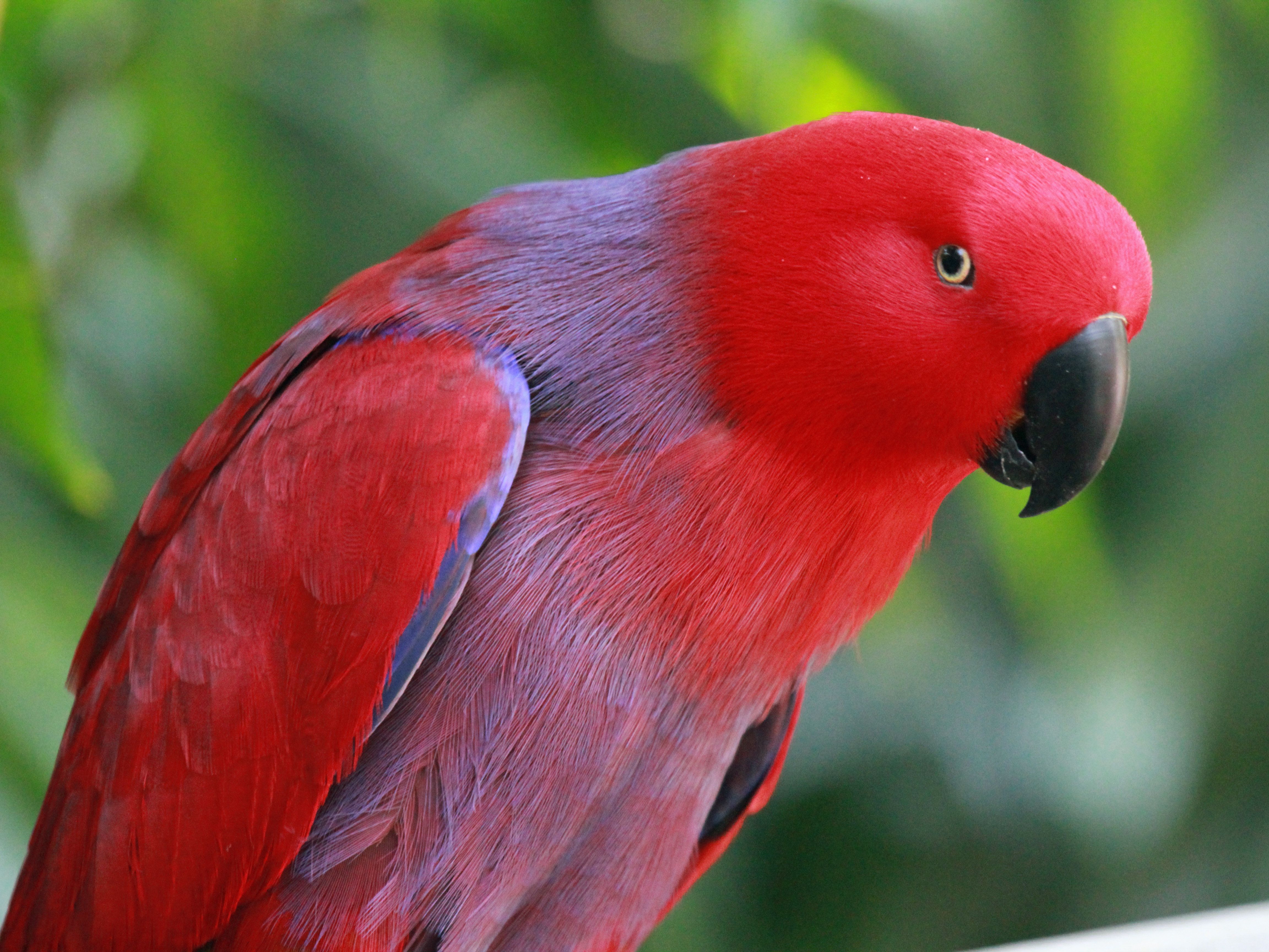 Red Eclectus Parrot HD Wallpaper. Animais coloridos