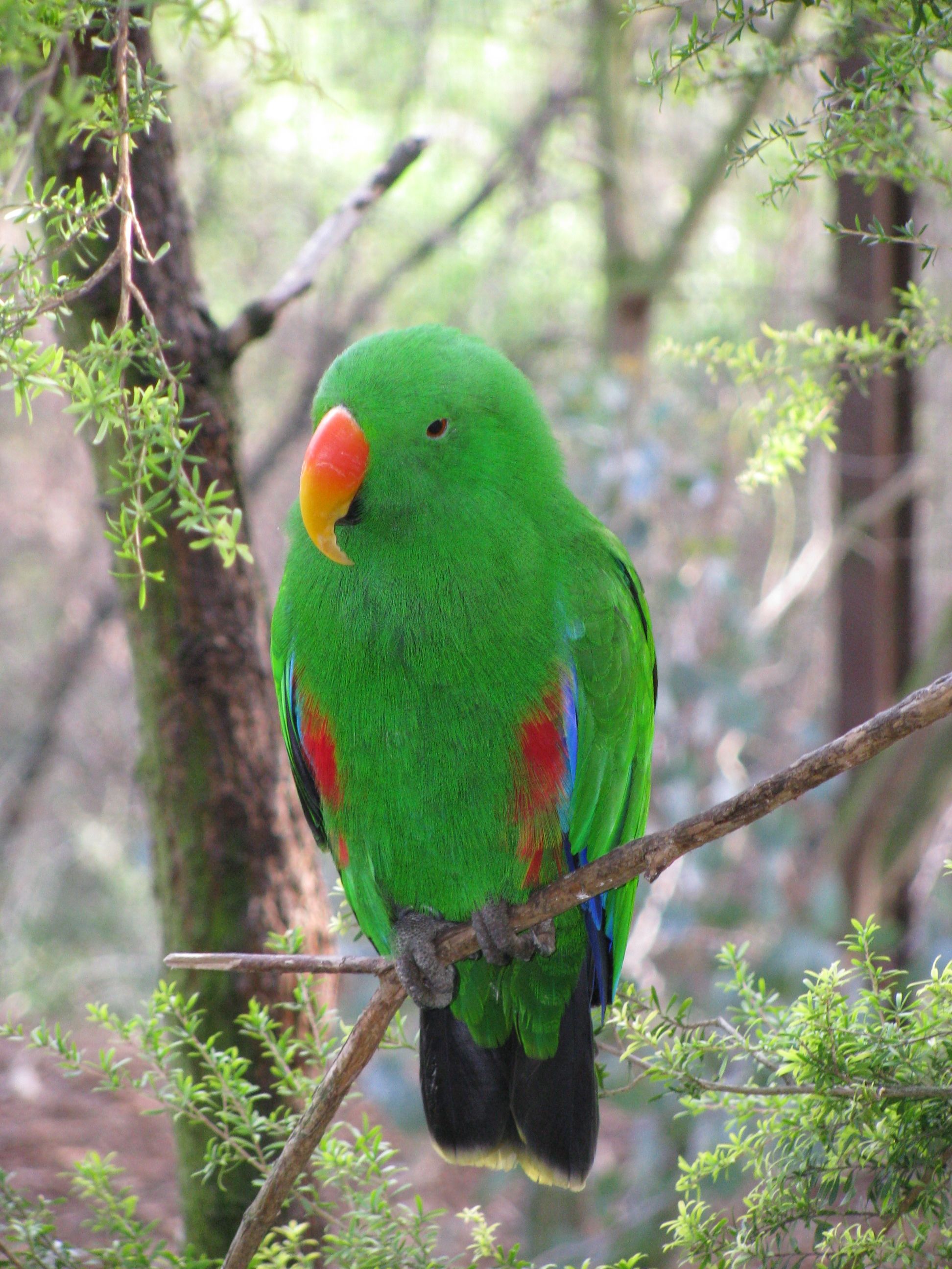 Eclectus Parrot Widescreen Wallpaper 20832