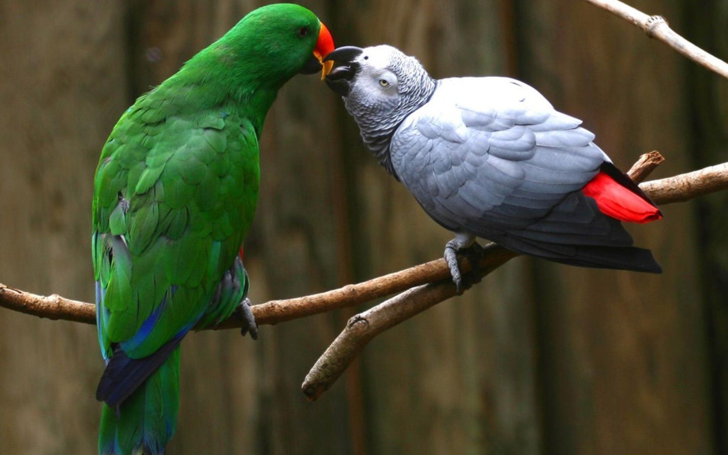 Eclectus & African Grey Parrot. Parrot wallpaper, African grey parrot