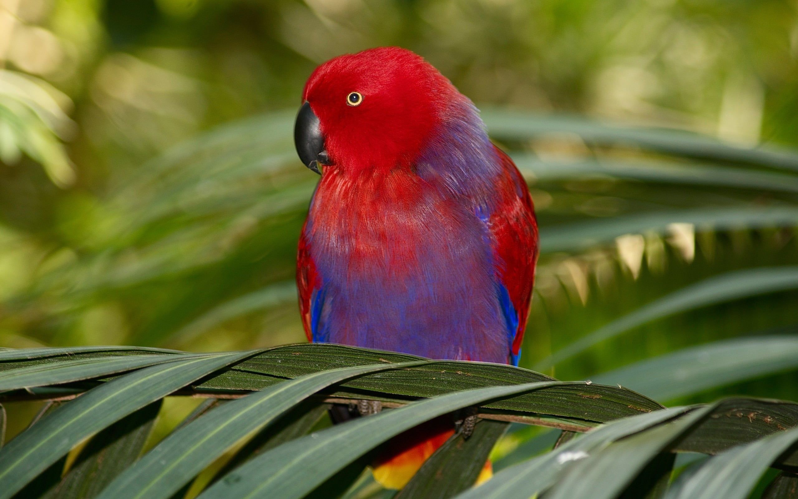 Female Eclectus Parrot HD wallpaper