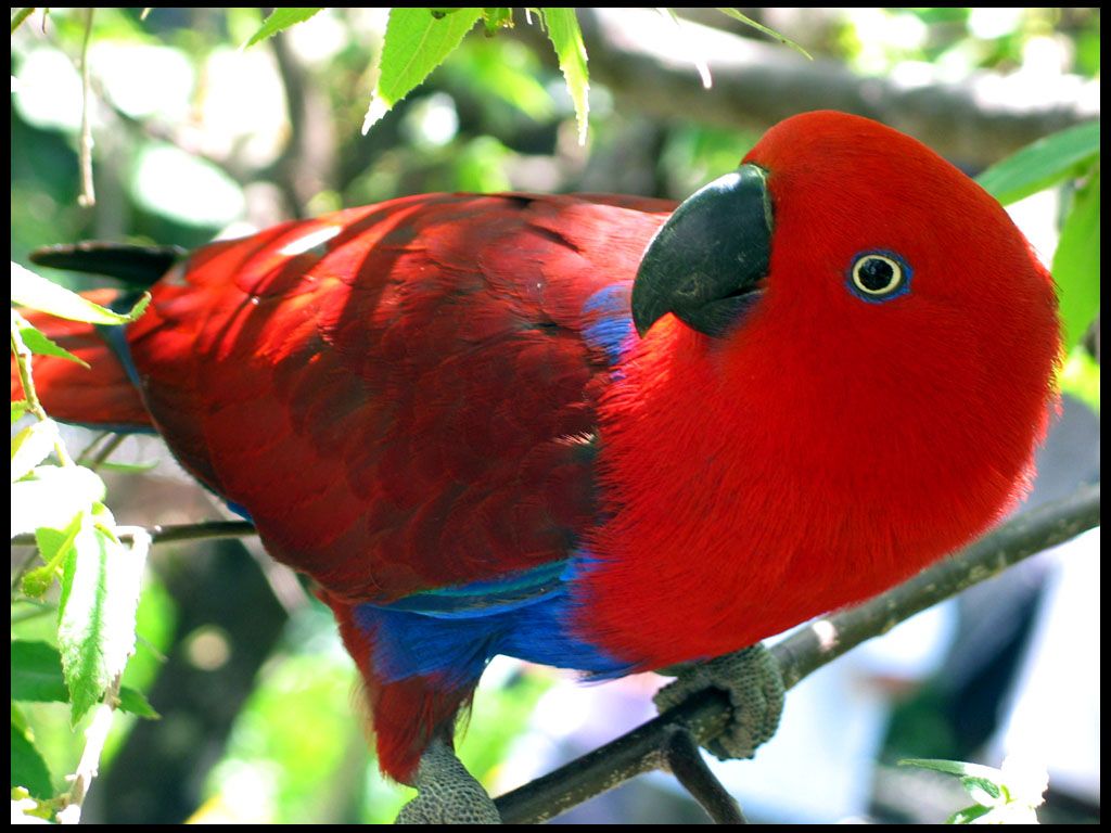 Eclectus Parrot Photo image. HD new image. photo