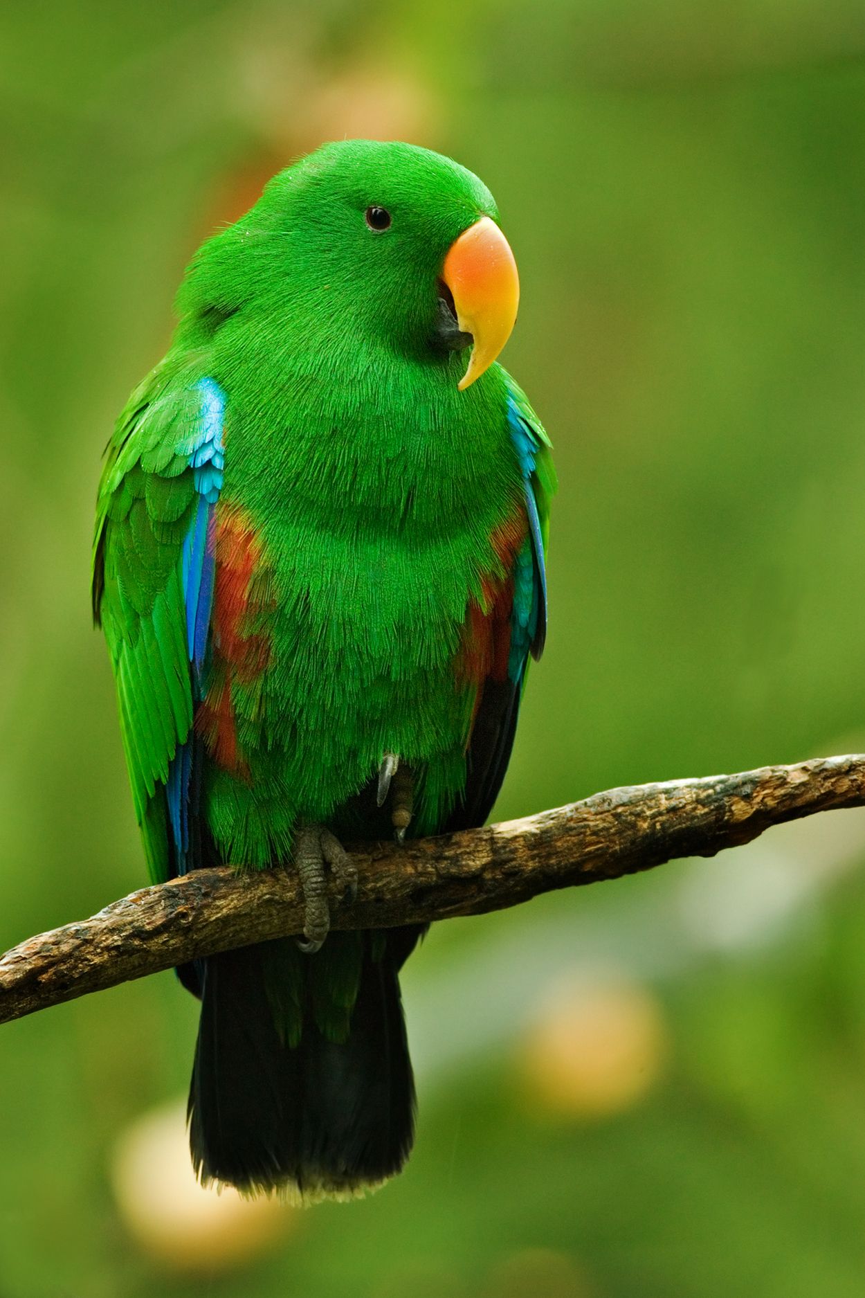 Male Eclectus Parrot, Biological Science Picture Directory