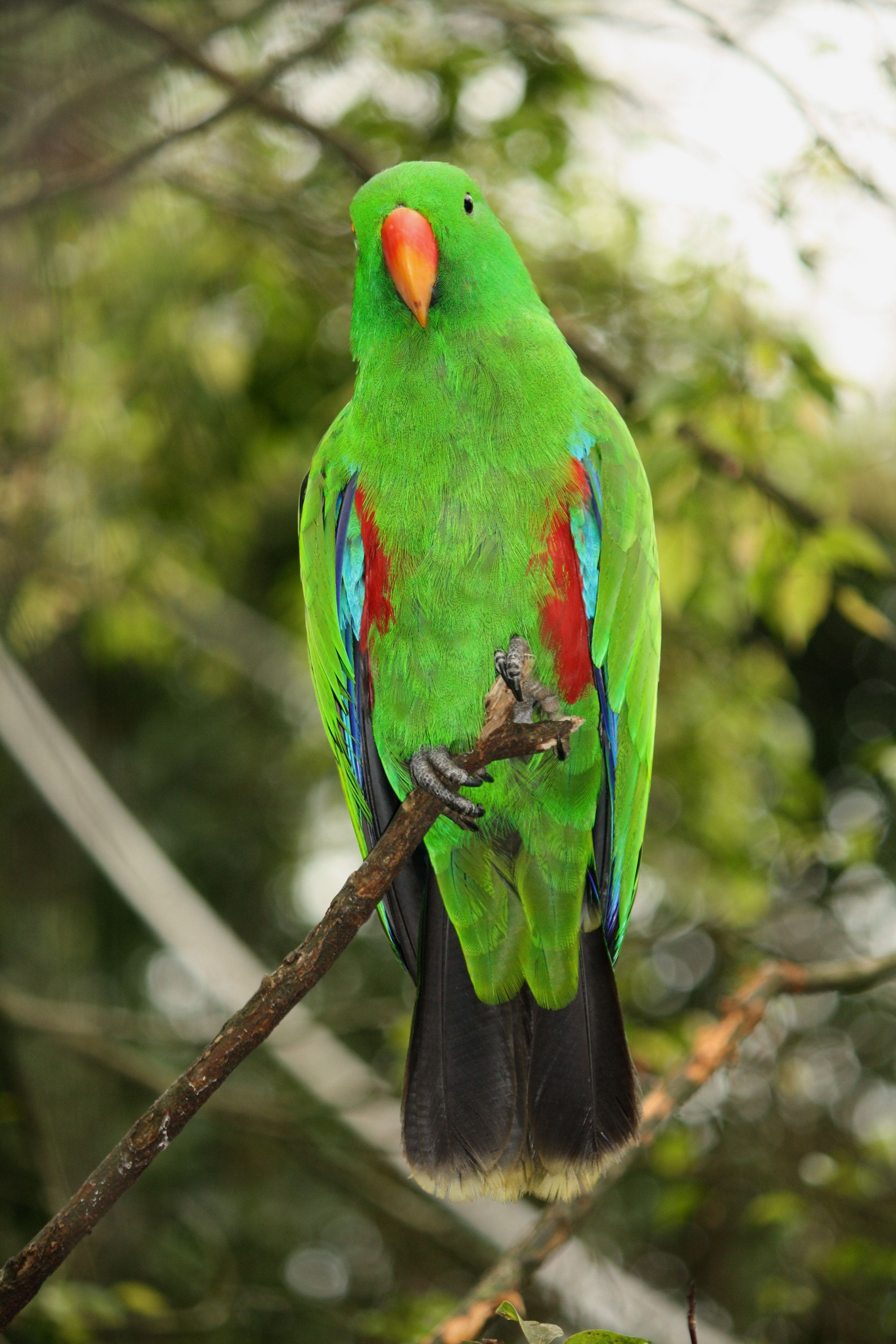 Selective Focus Photo of Male Eclectus Parrot Perching on Branch