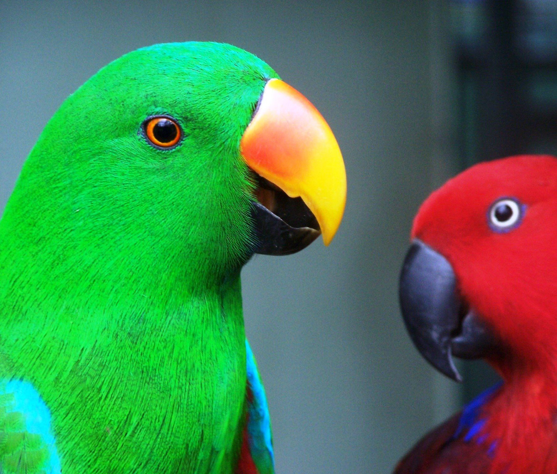 eclectus, Parrot, Bird, Tropical, 34 Wallpaper HD / Desktop