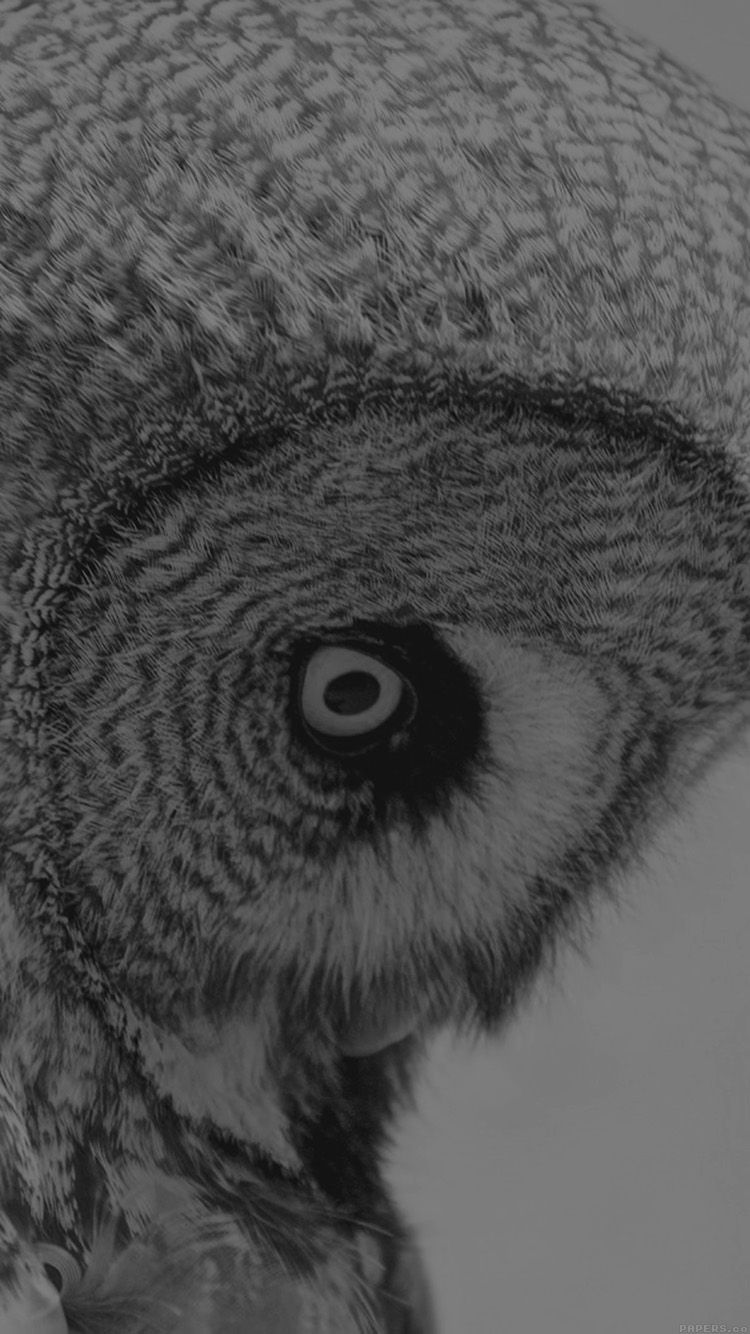 Owl Eye Bw Dark Animal Nature. BLACK & WHITE. IPhone