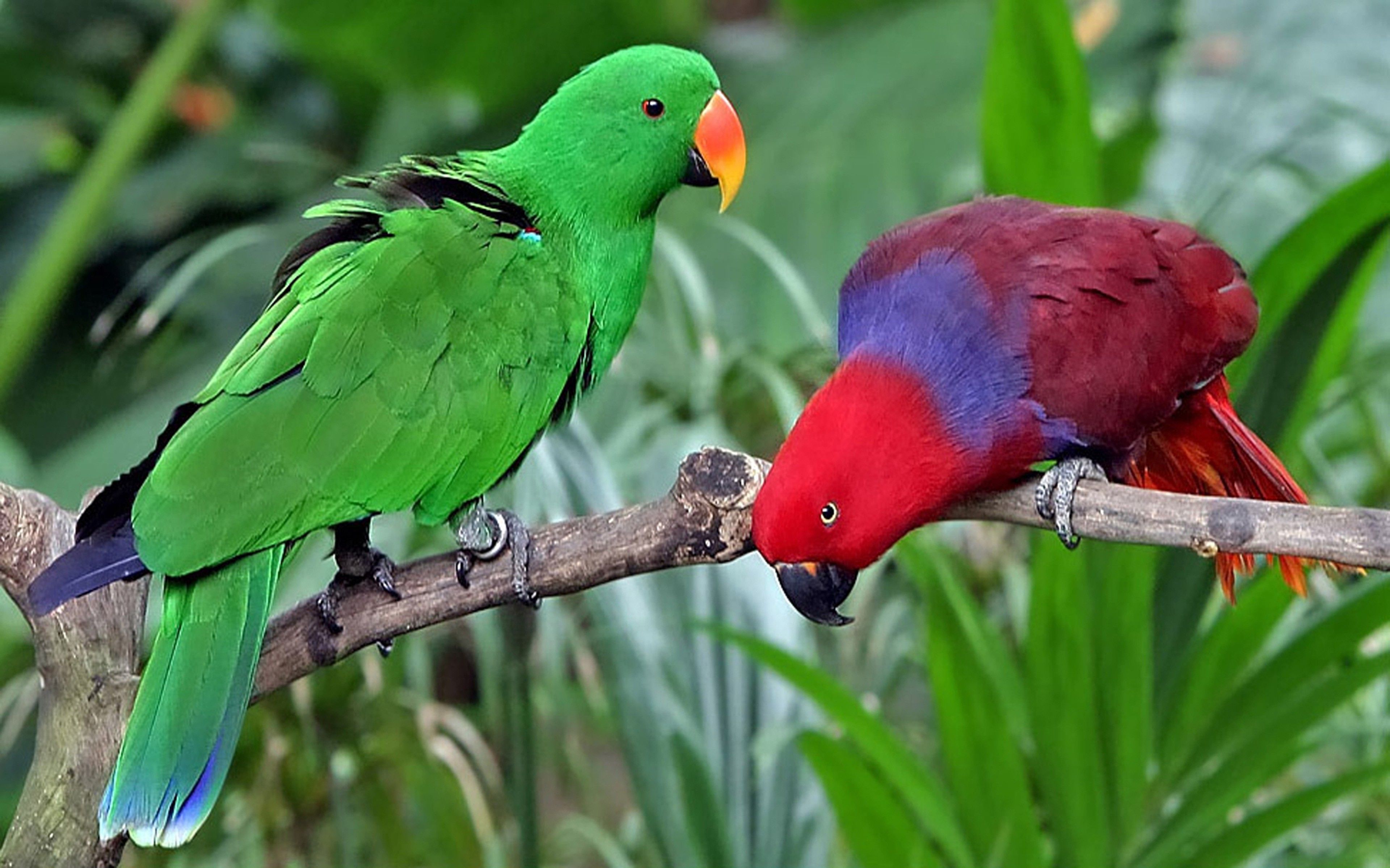 Evolution of the enigmatic eclectus parrot