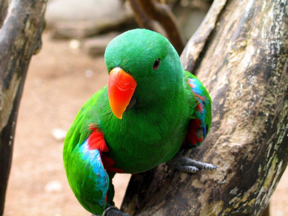 Eclectus Parrot -Eclectus roratus -male