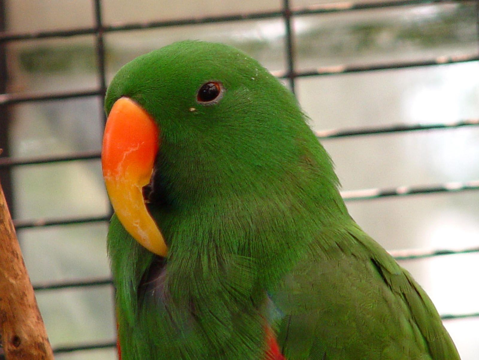 Eclectus Parrot HD Wallpaper 20828