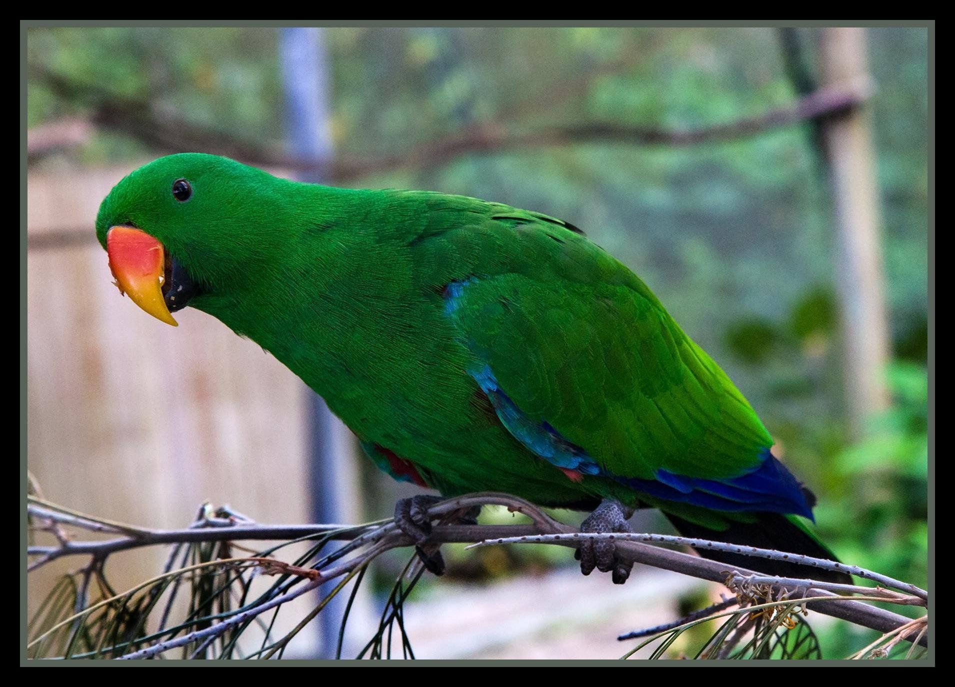 ECLECTUS parrot bird tropical (19) wallpaperx1375