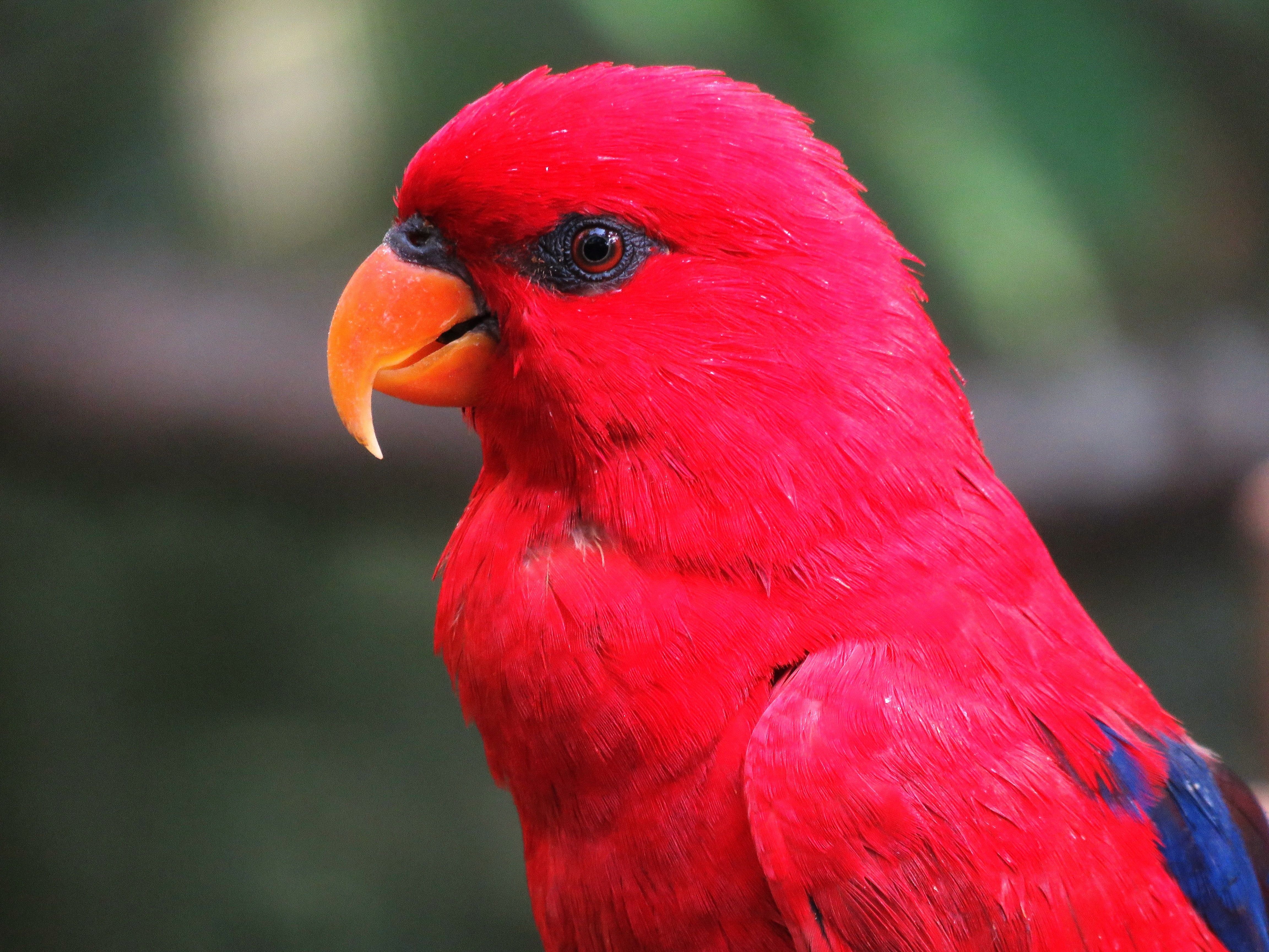 Female eclectus parrot, Macaw, Parrot, Red HD wallpaper