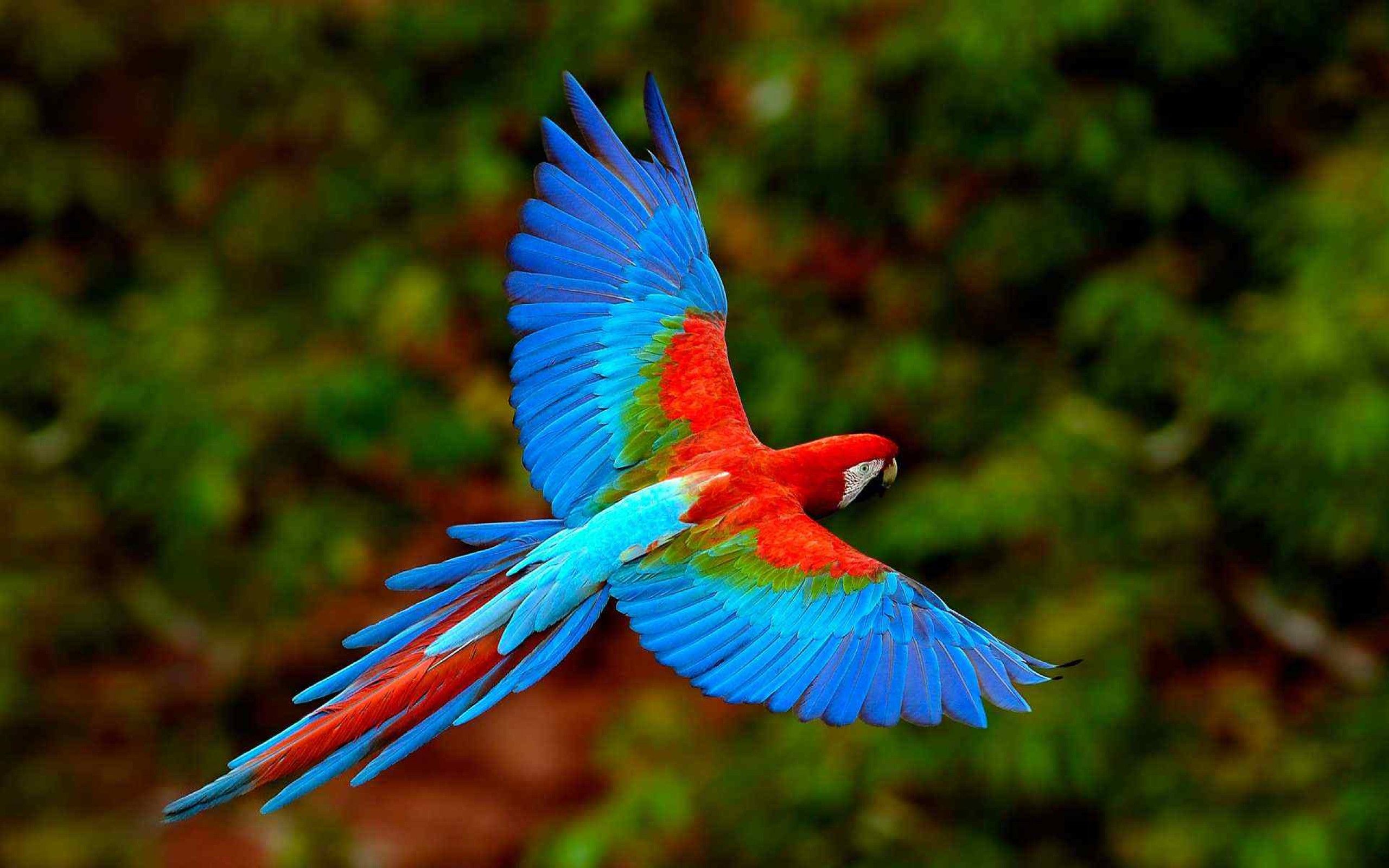 Eclectus parrot HD Wallpaper 13 Retina Macbook Pro Wallpaper