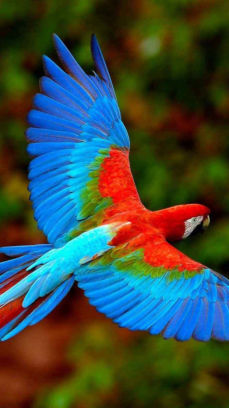 Eclectus parrot HD Wallpaper iPhone 6 / 6S Wallpaper