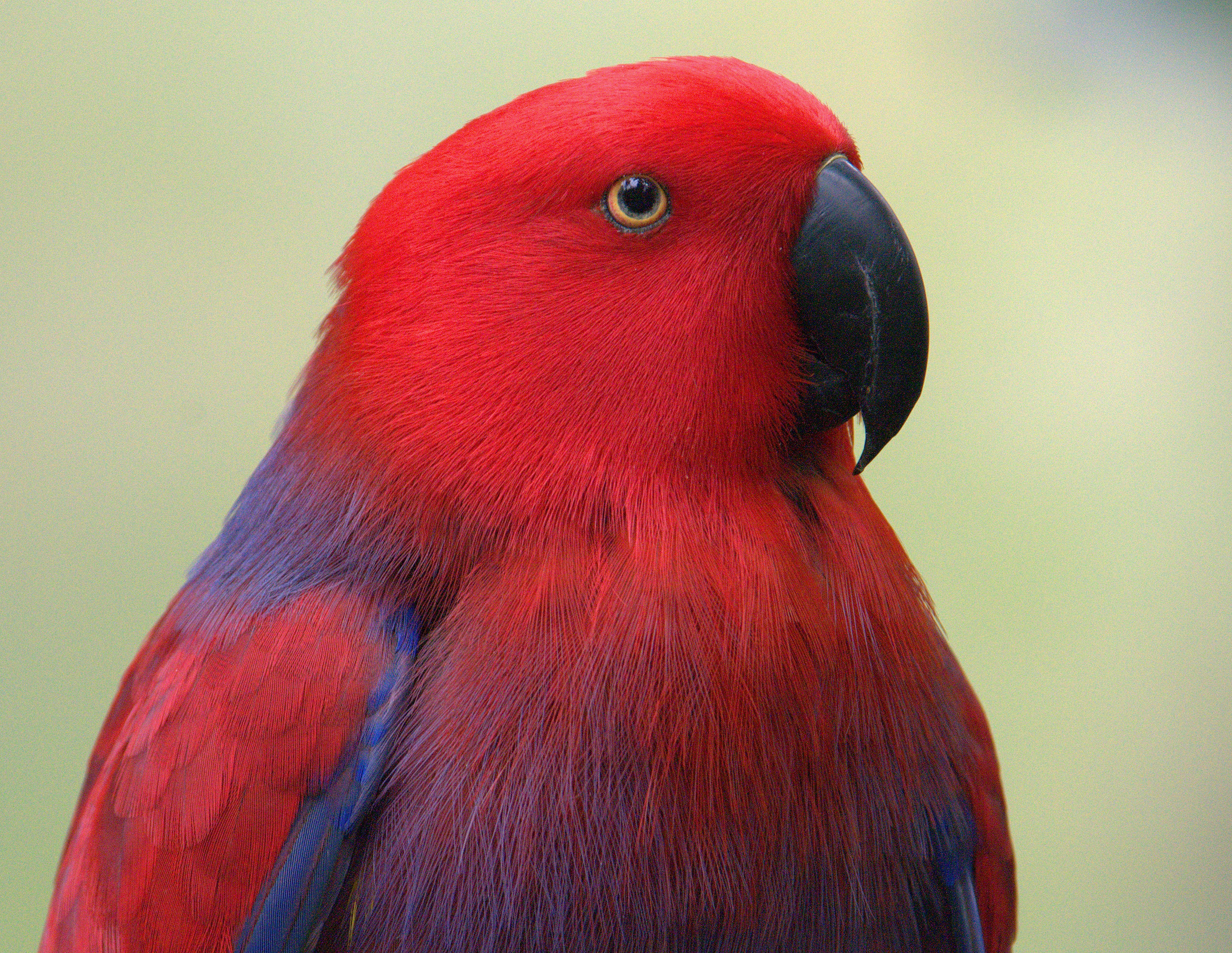 eclectus, Parrot, Bird, Tropical, 28 Wallpaper HD / Desktop