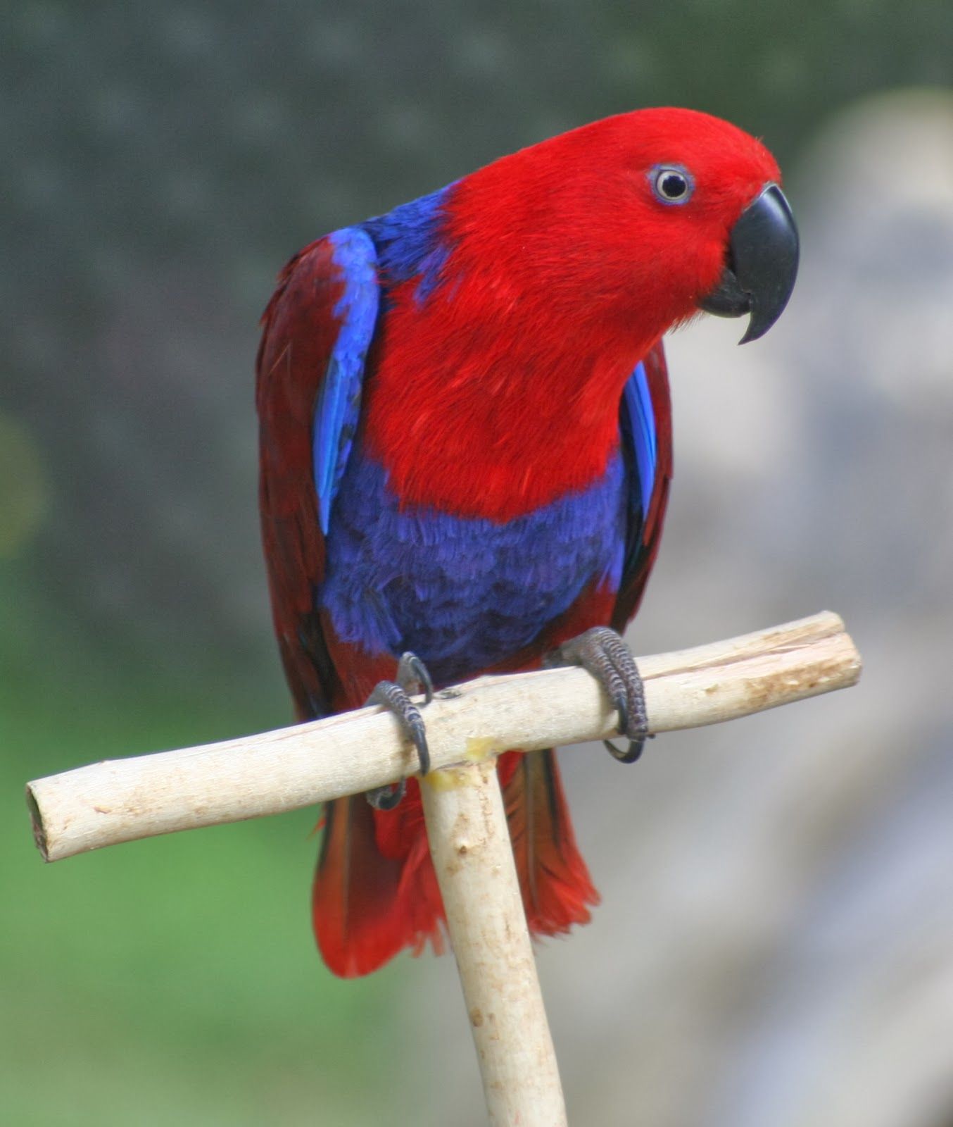 Animals World: wallpaper of cute female eclectus parrots collection