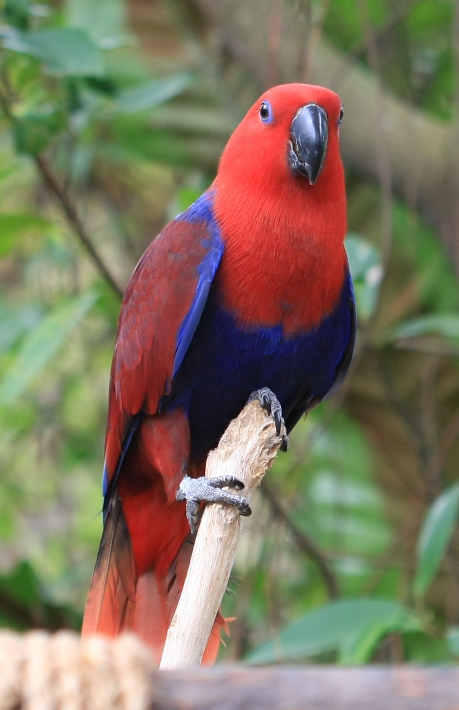 Eclectus Parrot, Biological Science Picture Directory