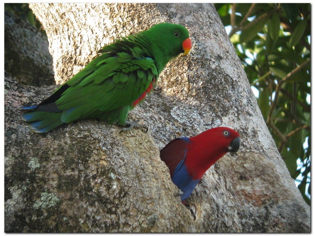 Evolution of the enigmatic eclectus parrot