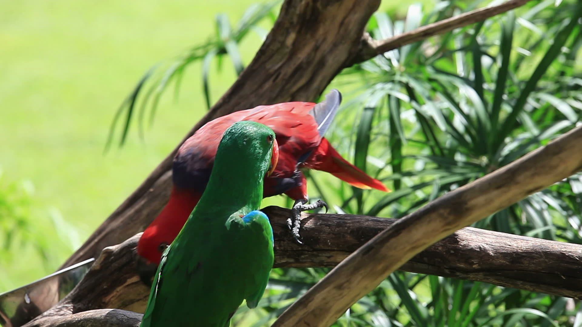 eclectus, Parrot, Bird, Tropical, 12 Wallpaper HD / Desktop