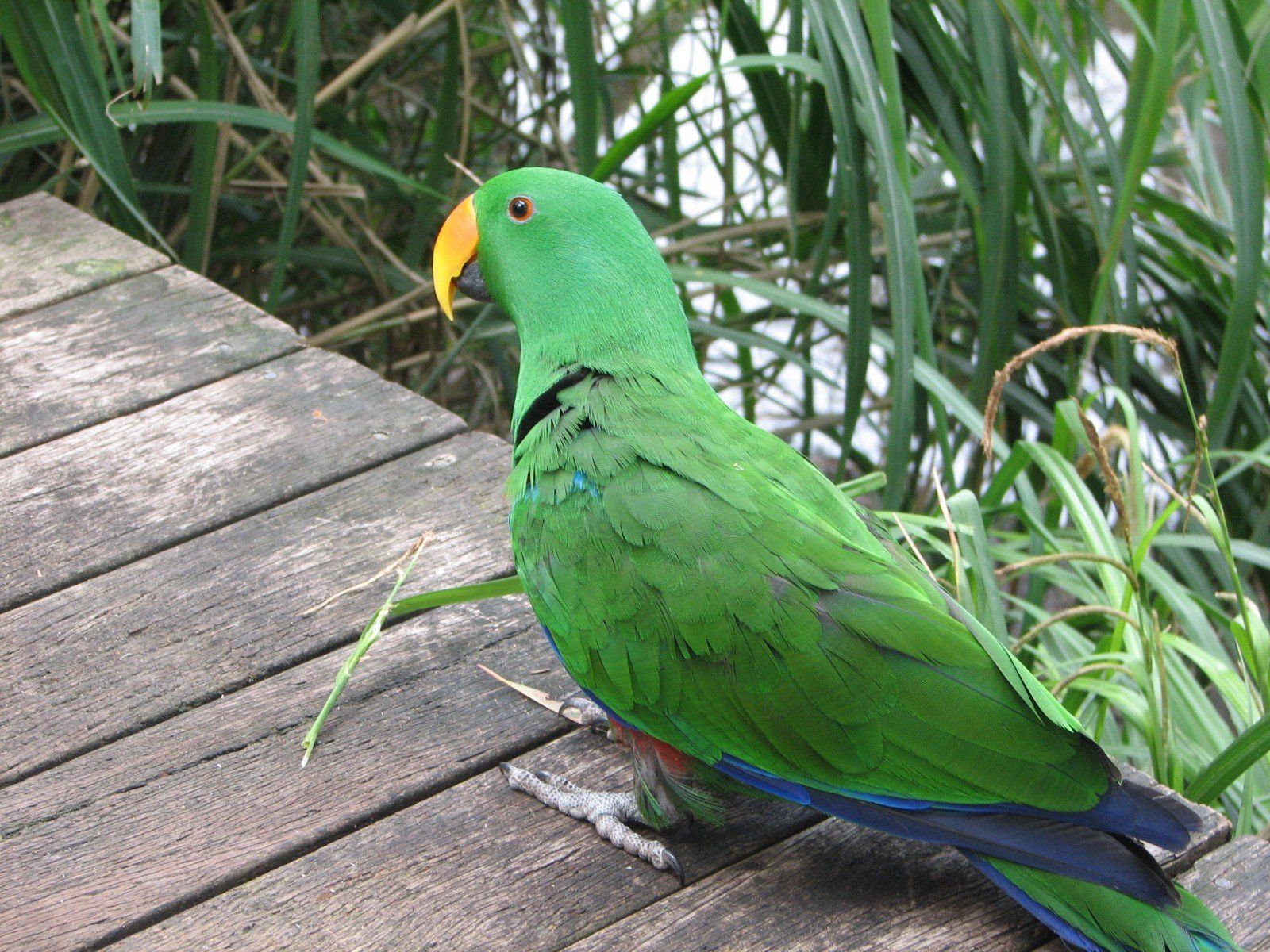 ECLECTUS parrot bird tropical (8) wallpaperx1200